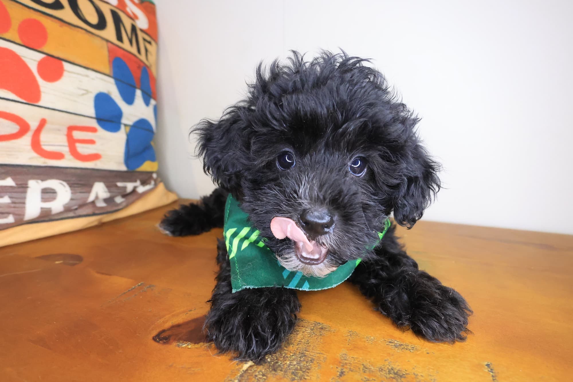Silver, Yorkiepoo puppy