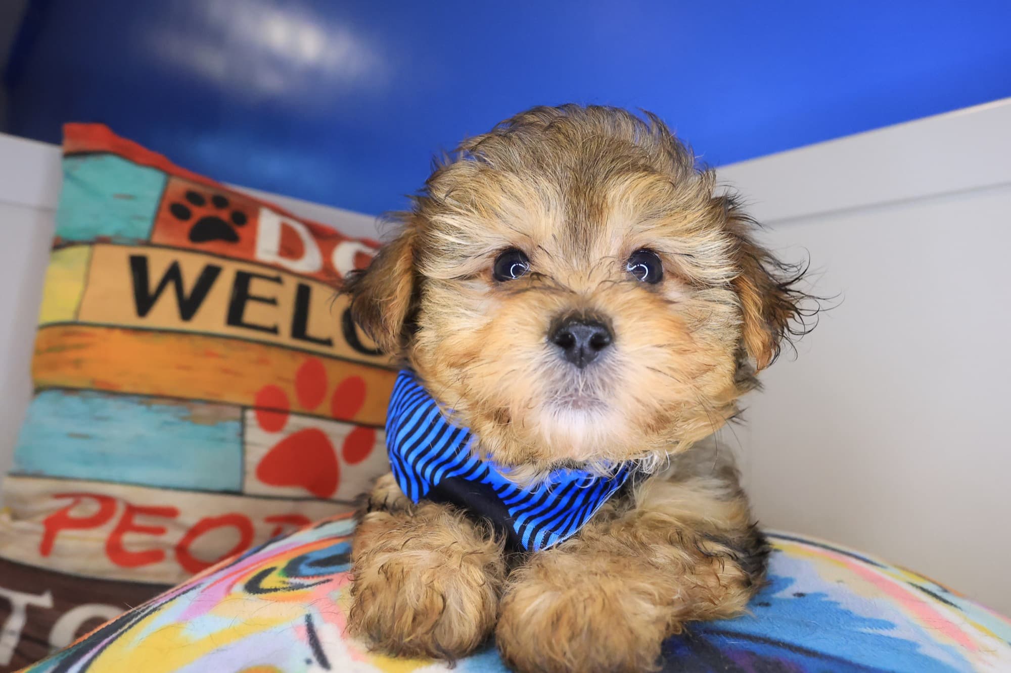Nomad, Yorkiepoo puppy