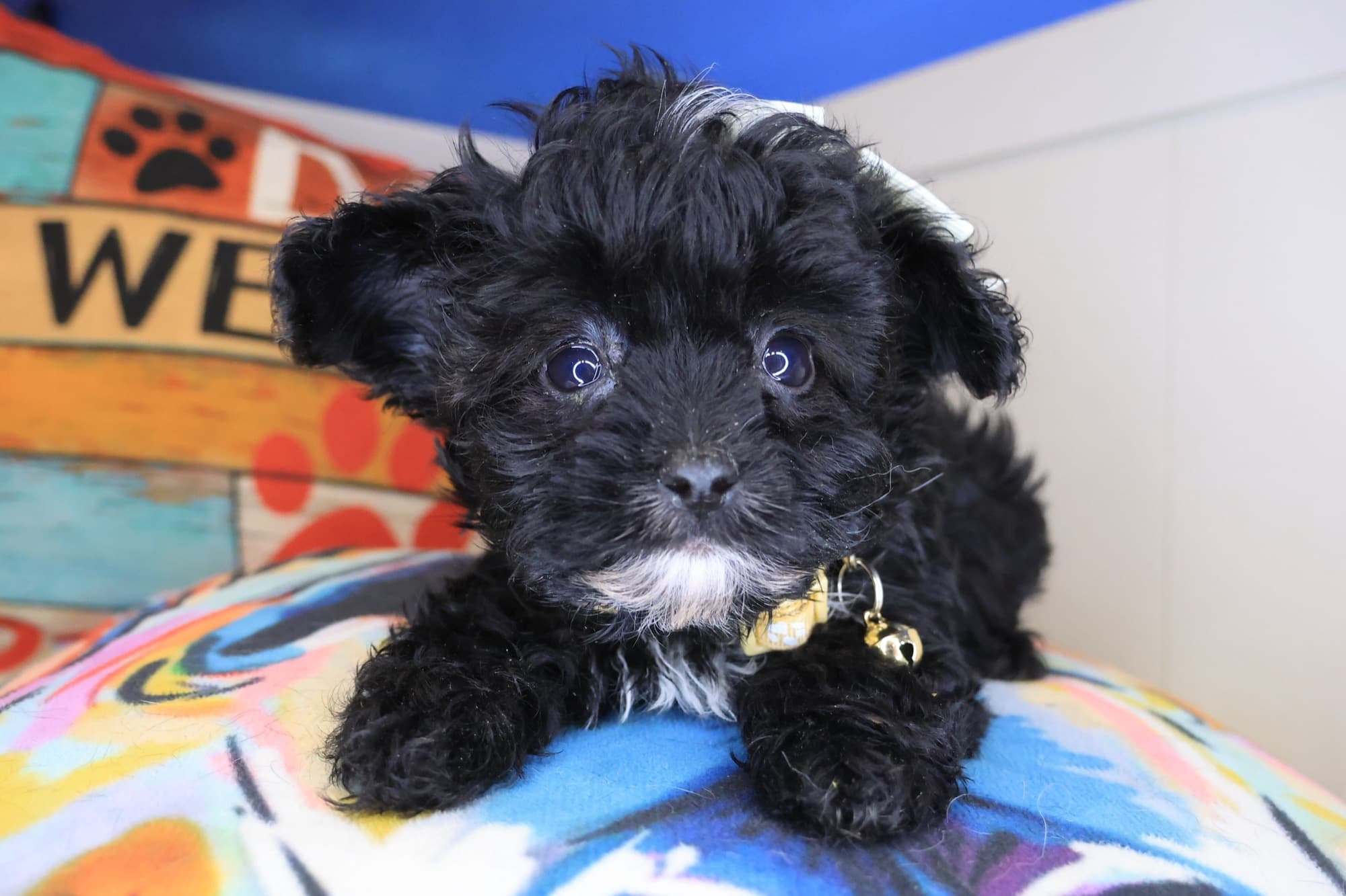 Siouxsie, Yorkiepoo puppy