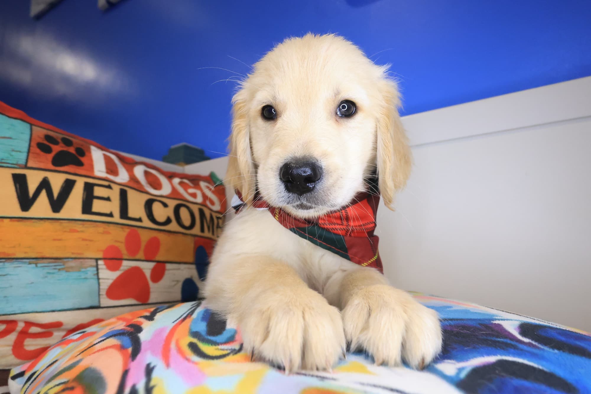 Jake, Golden Retriever puppy