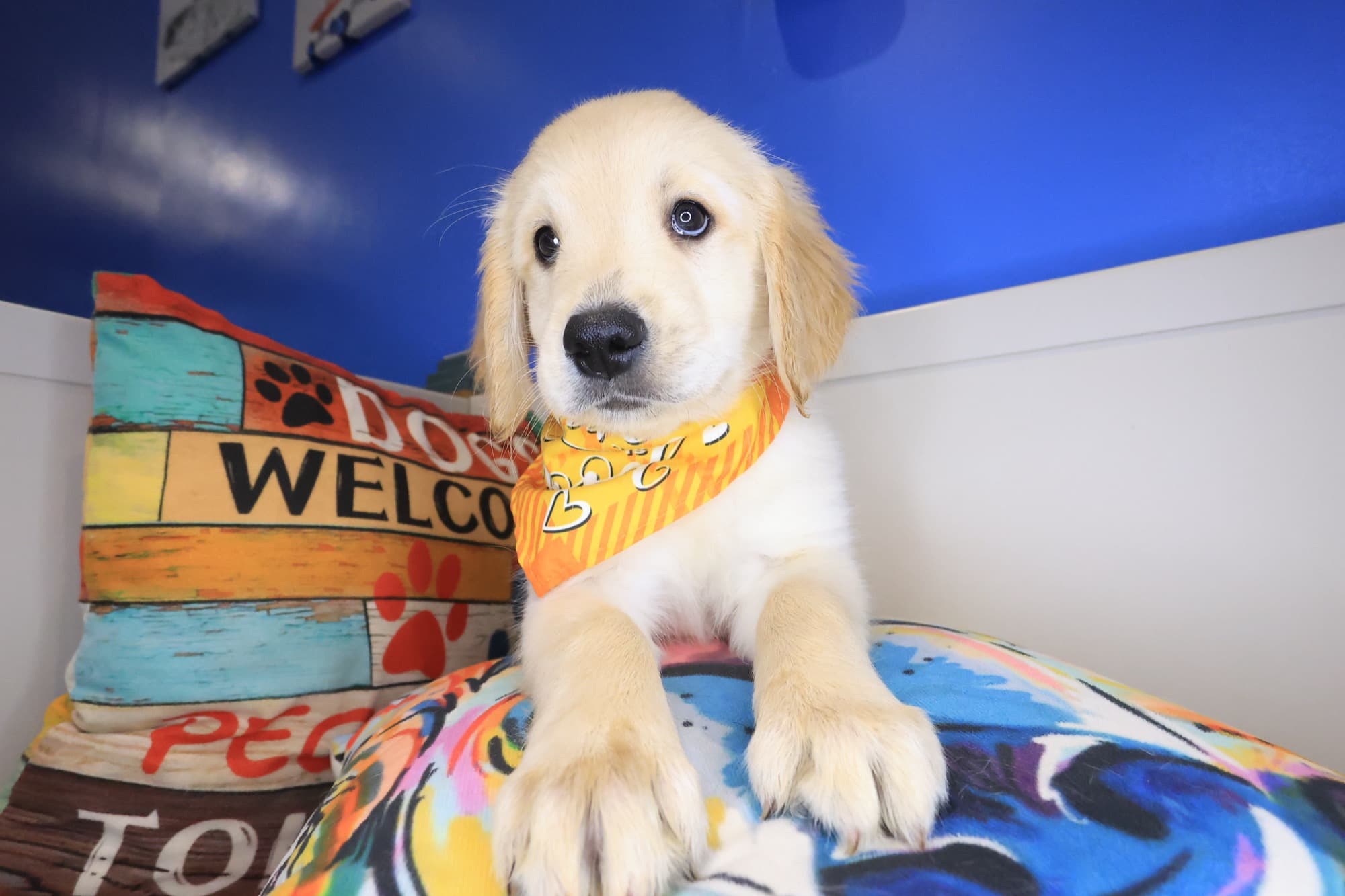 Navi, Golden Retriever puppy