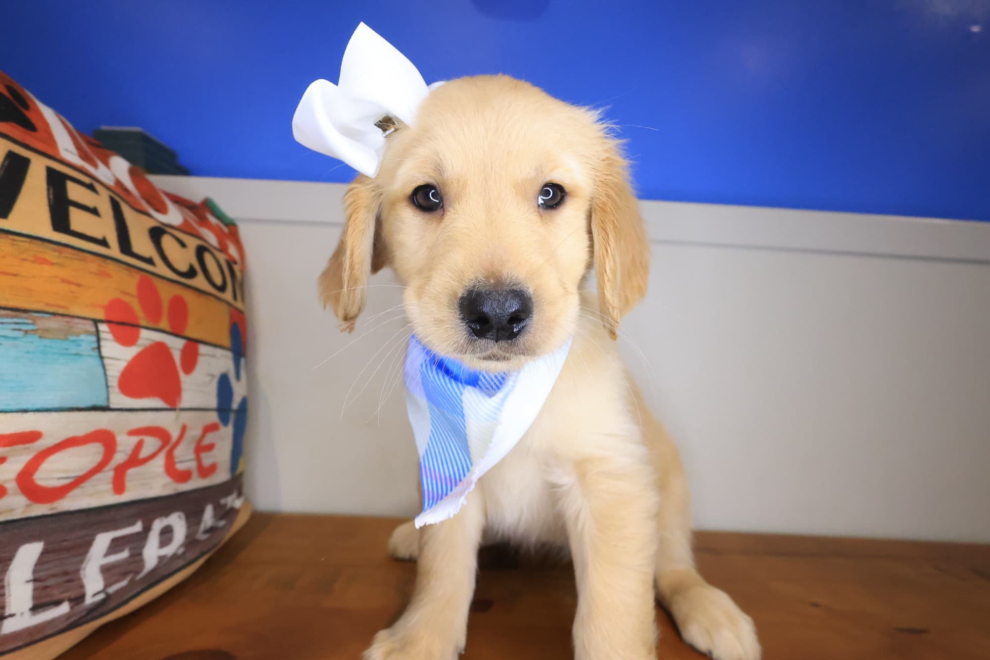 Sadie, Golden Retriever puppy