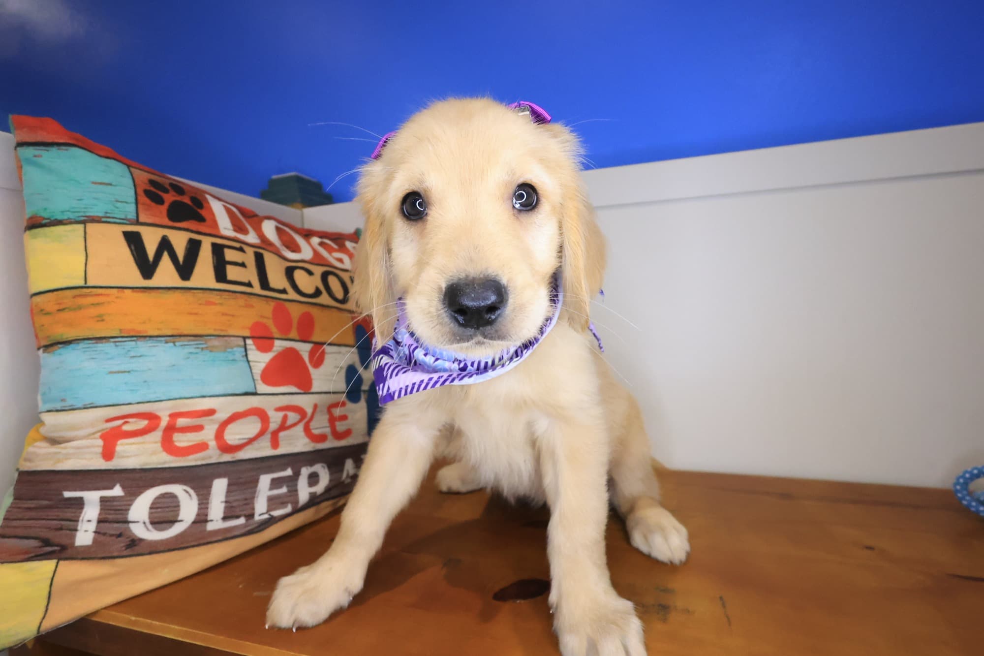 Amy, Golden Retriever puppy