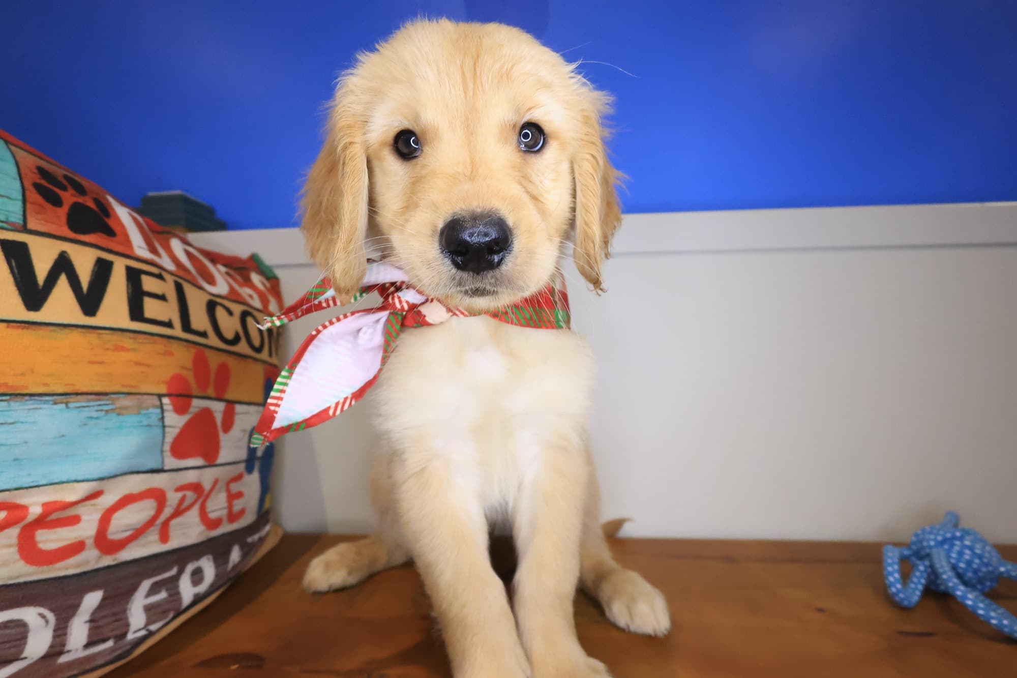 Blossom, Golden Retriever puppy