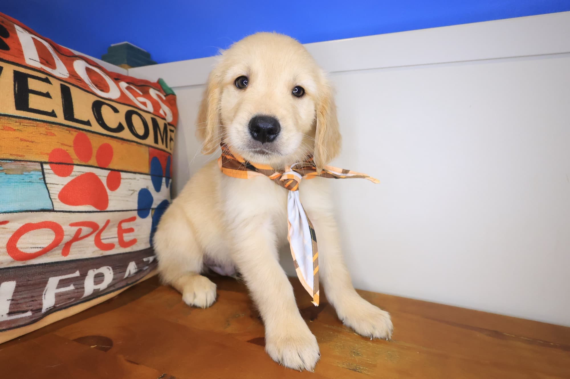 Kemar, Golden Retriever puppy