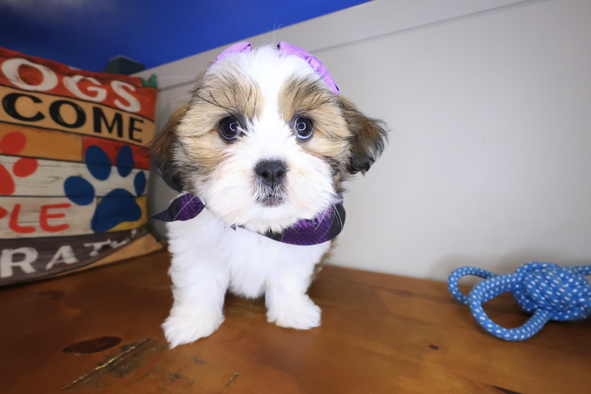 Sienna, Malshi puppy