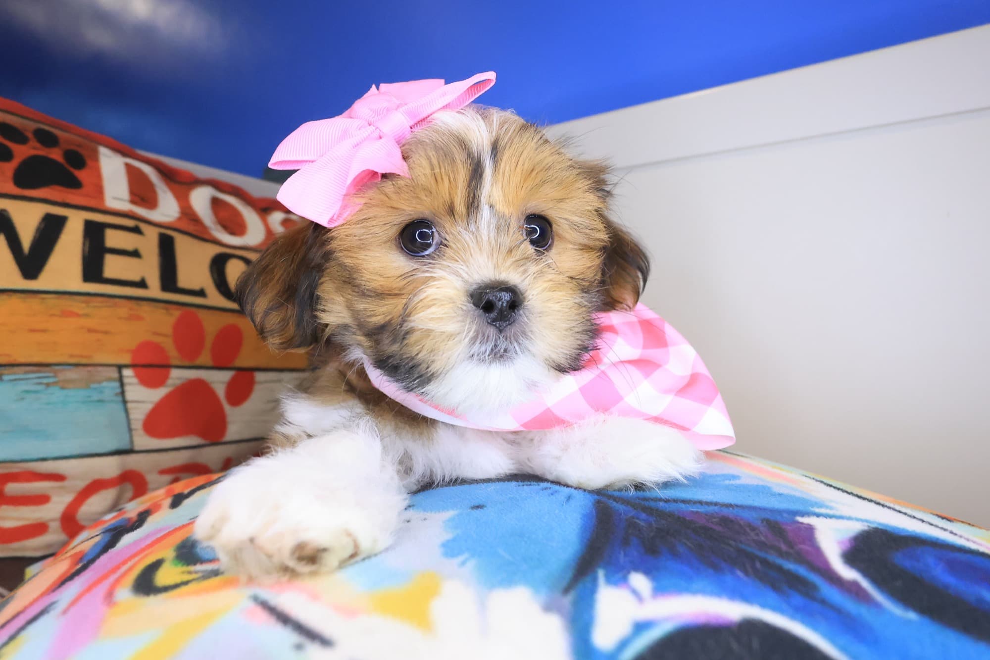 Tenzin, Malshi puppy