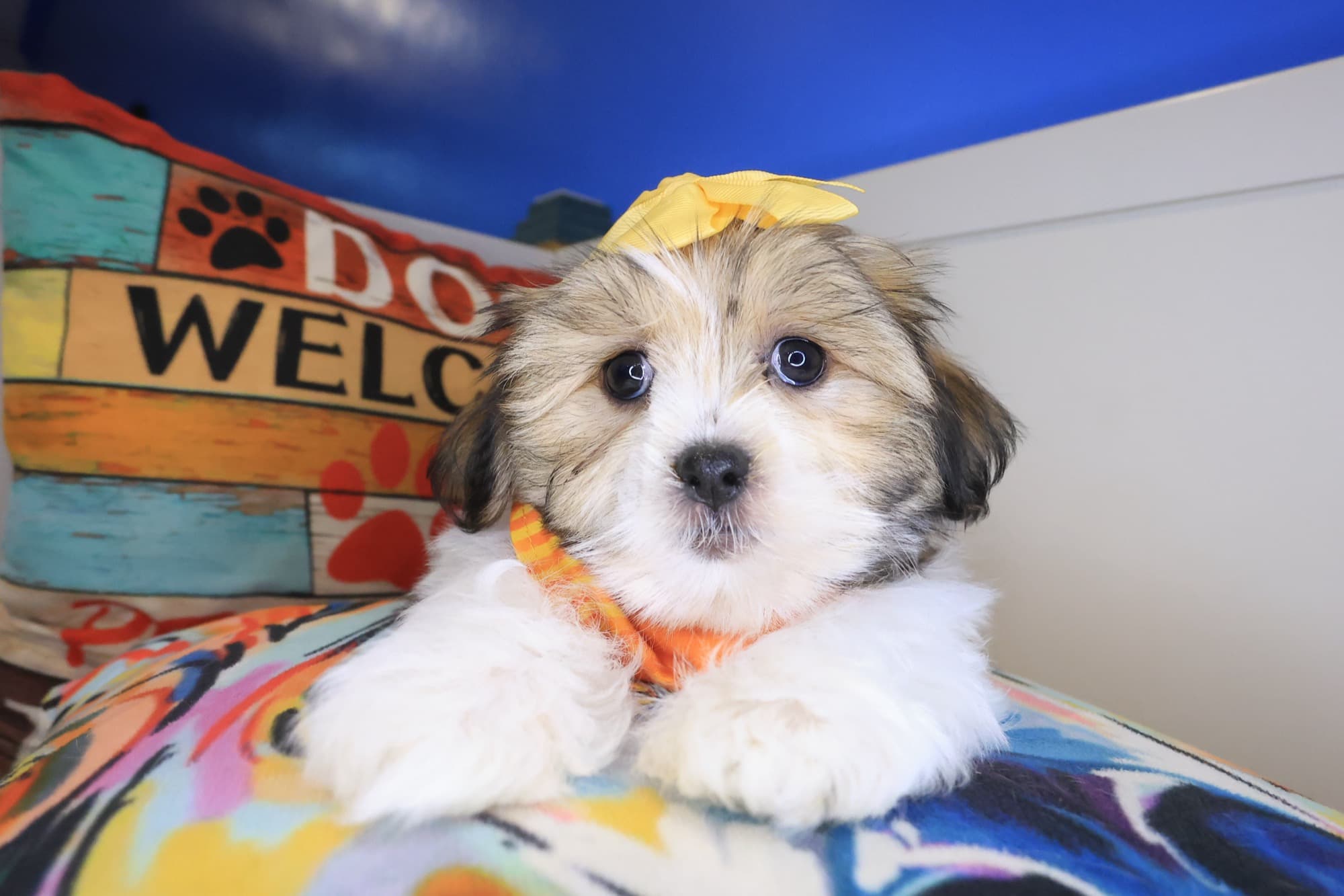 Gertie, Malshi puppy