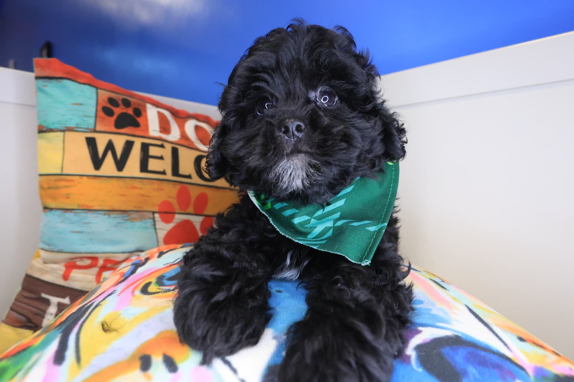Wallaby, Shihpoo puppy
