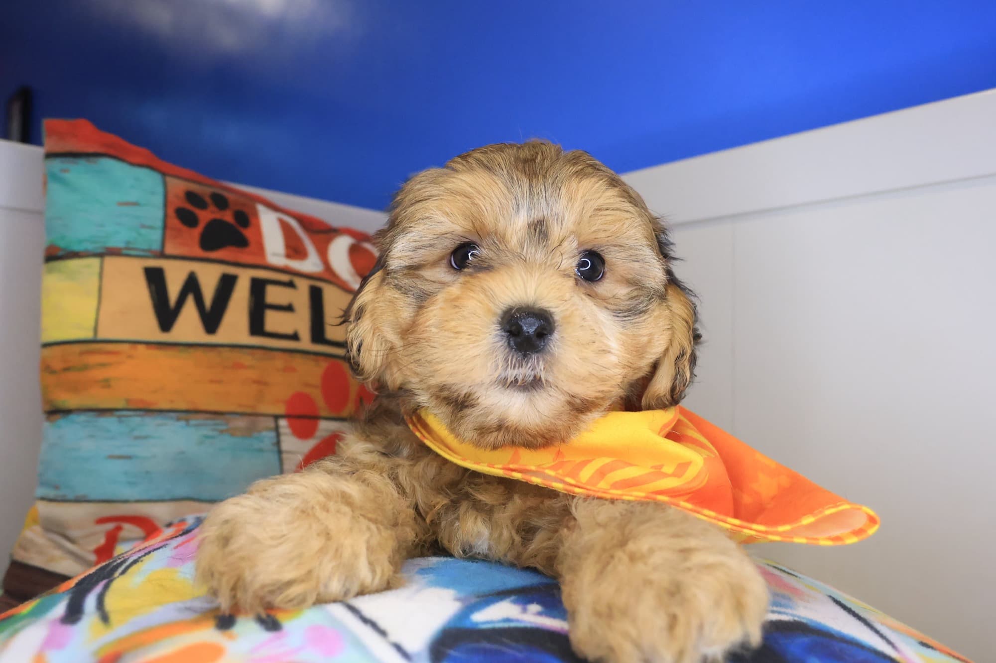 Toastie, Shihpoo puppy