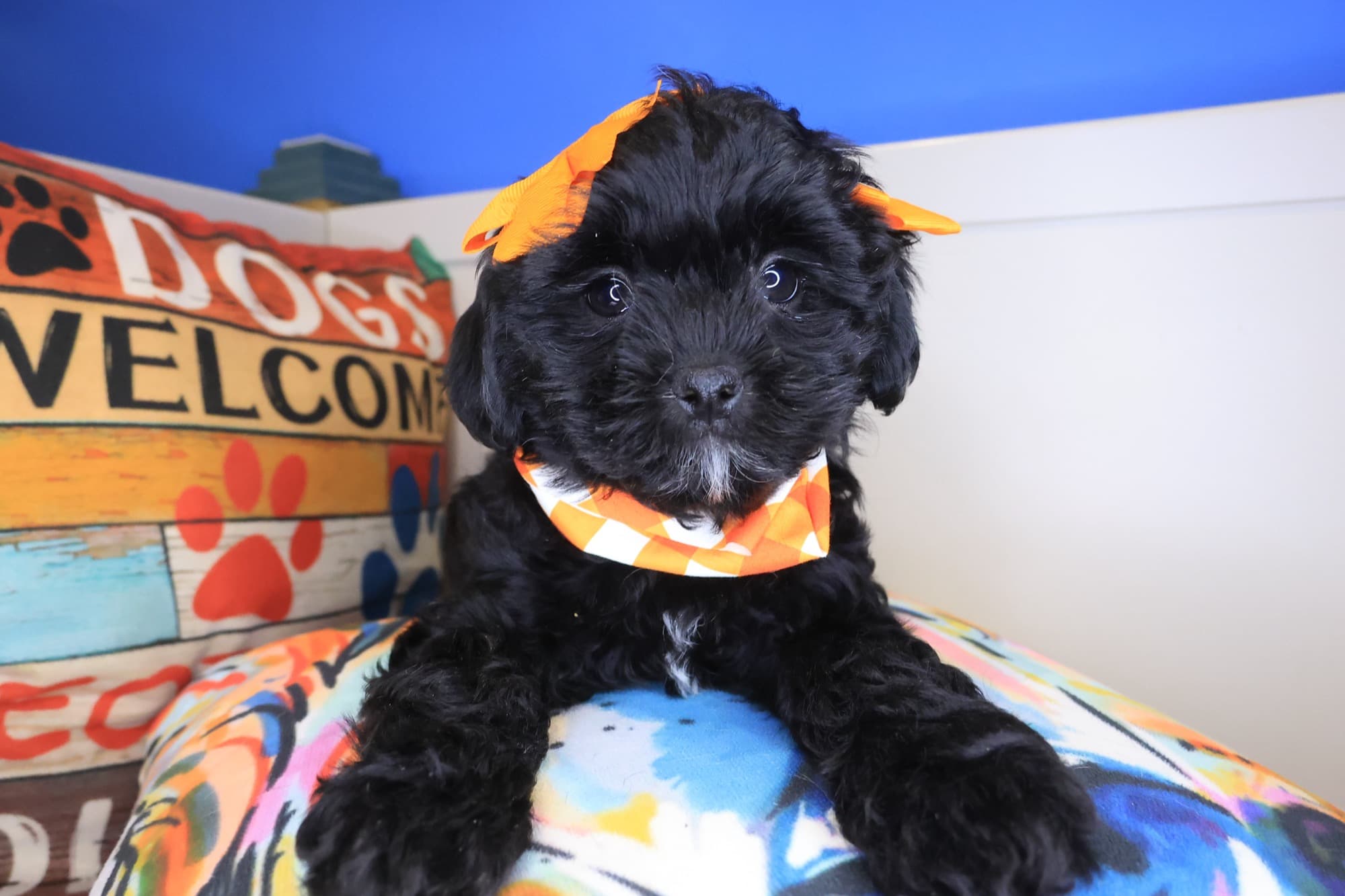 Airana, Shihpoo puppy