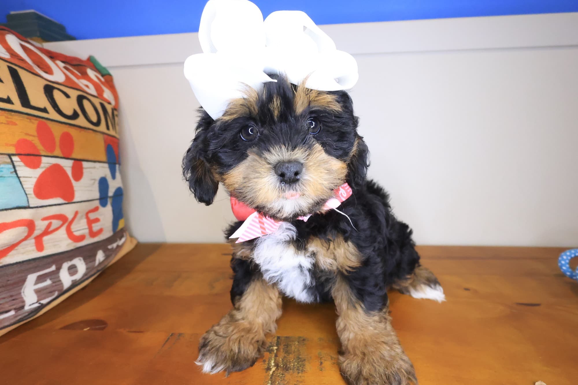 Peppermint, Shihpoo puppy