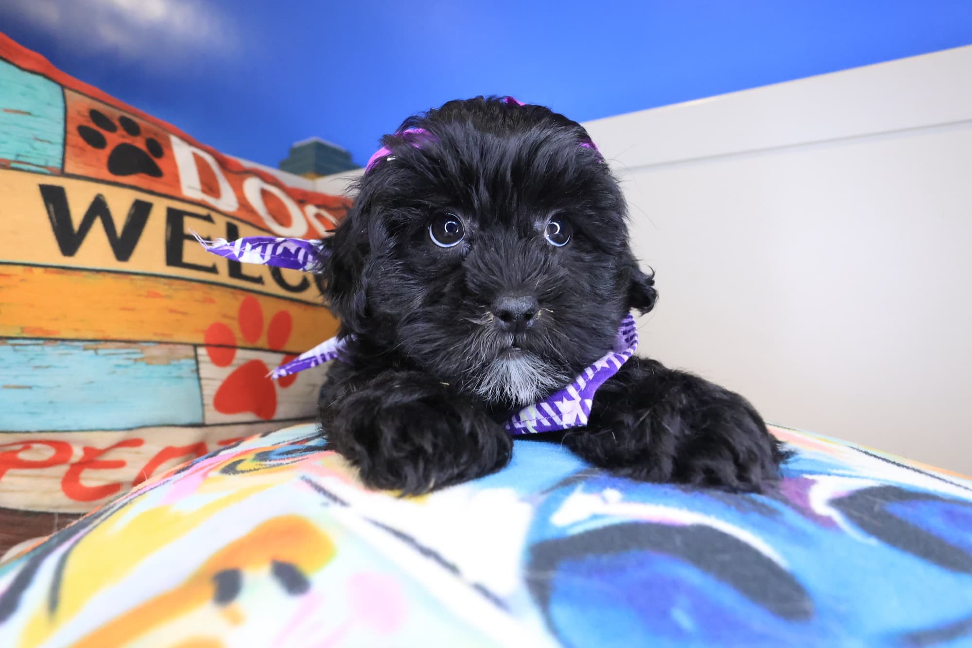 Starla, Shihpoo puppy