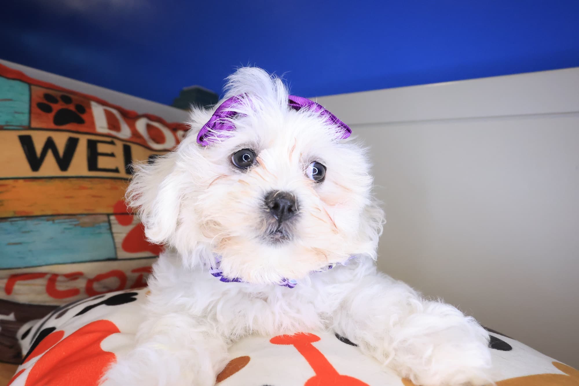 Lucy, Teddy Bear puppy