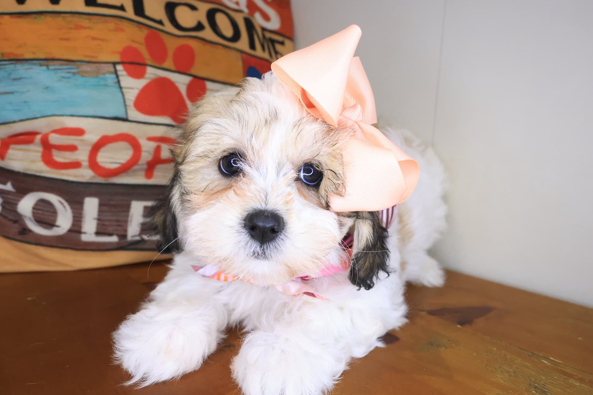 Matisse, Teddy Bear puppy
