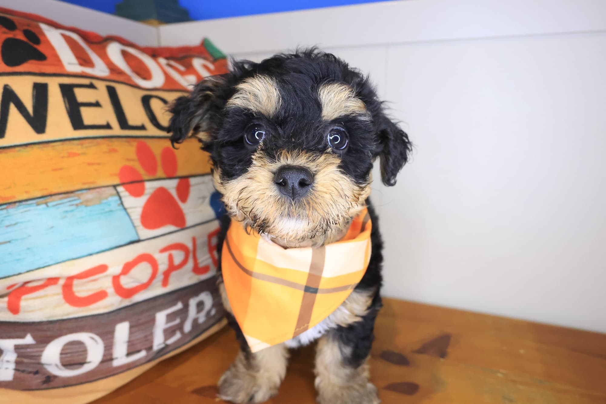 Ryder, Yochon puppy