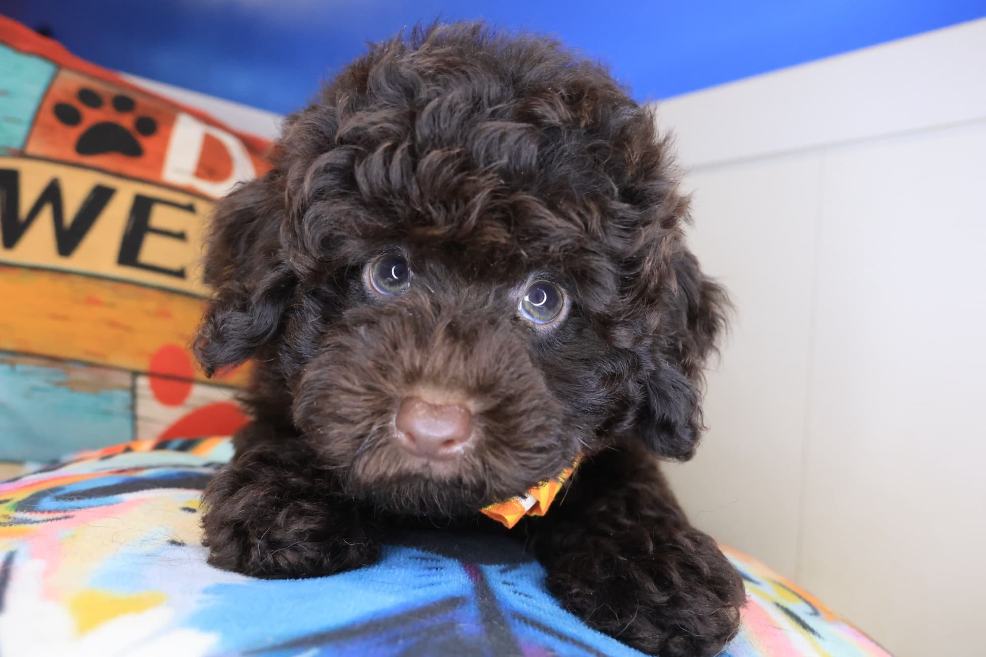 Orion, Poodle puppy