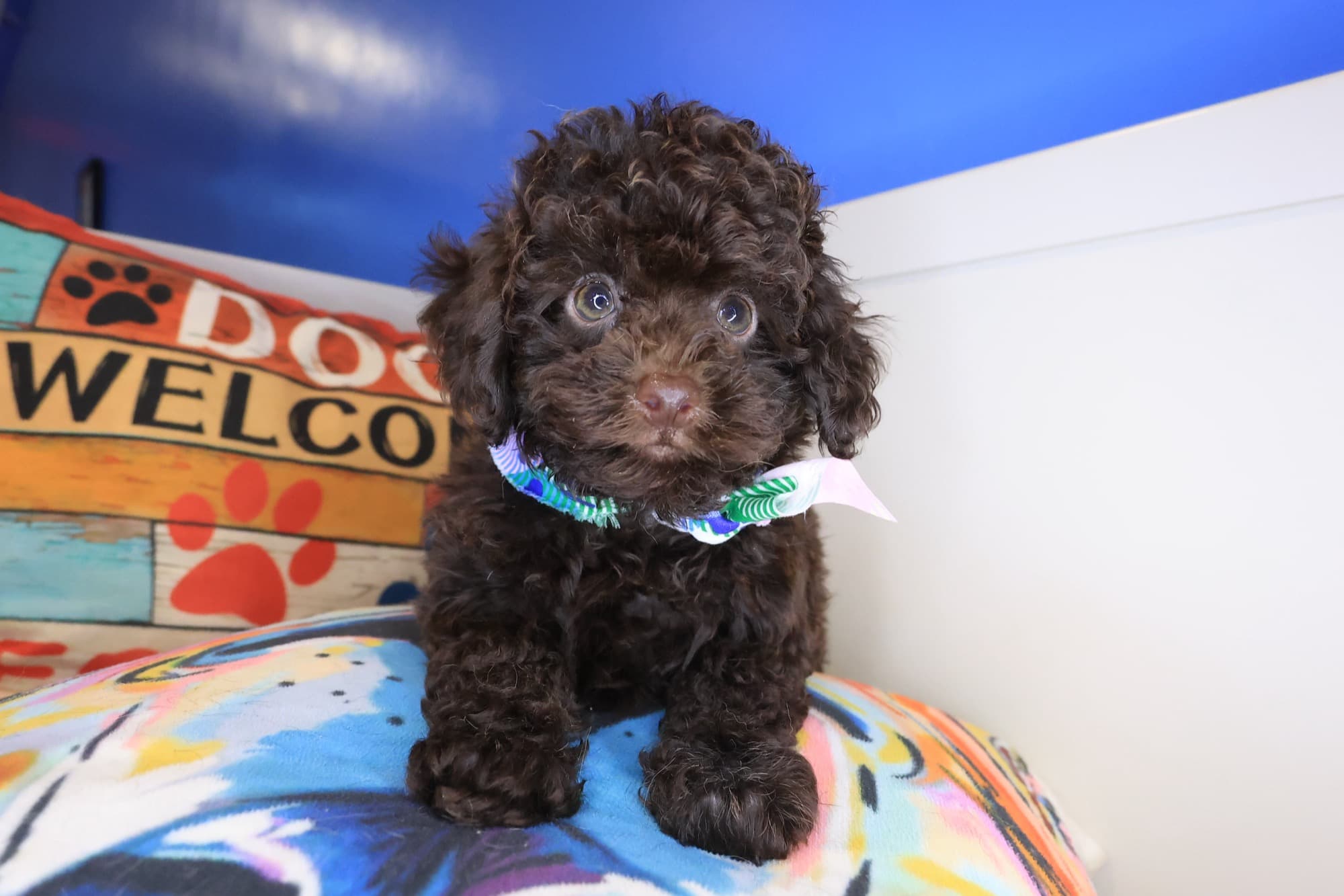 Thandie, Poodle puppy