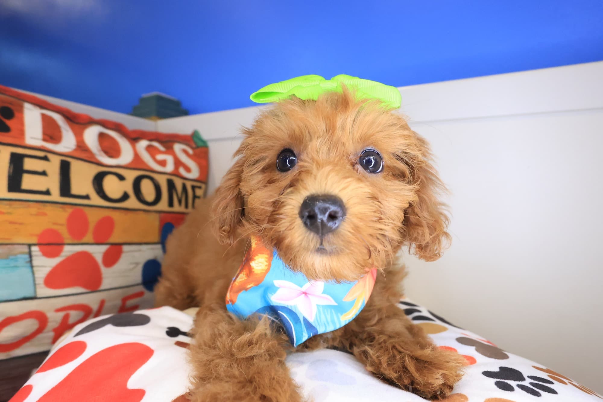 Fendi, Goldendoodle puppy