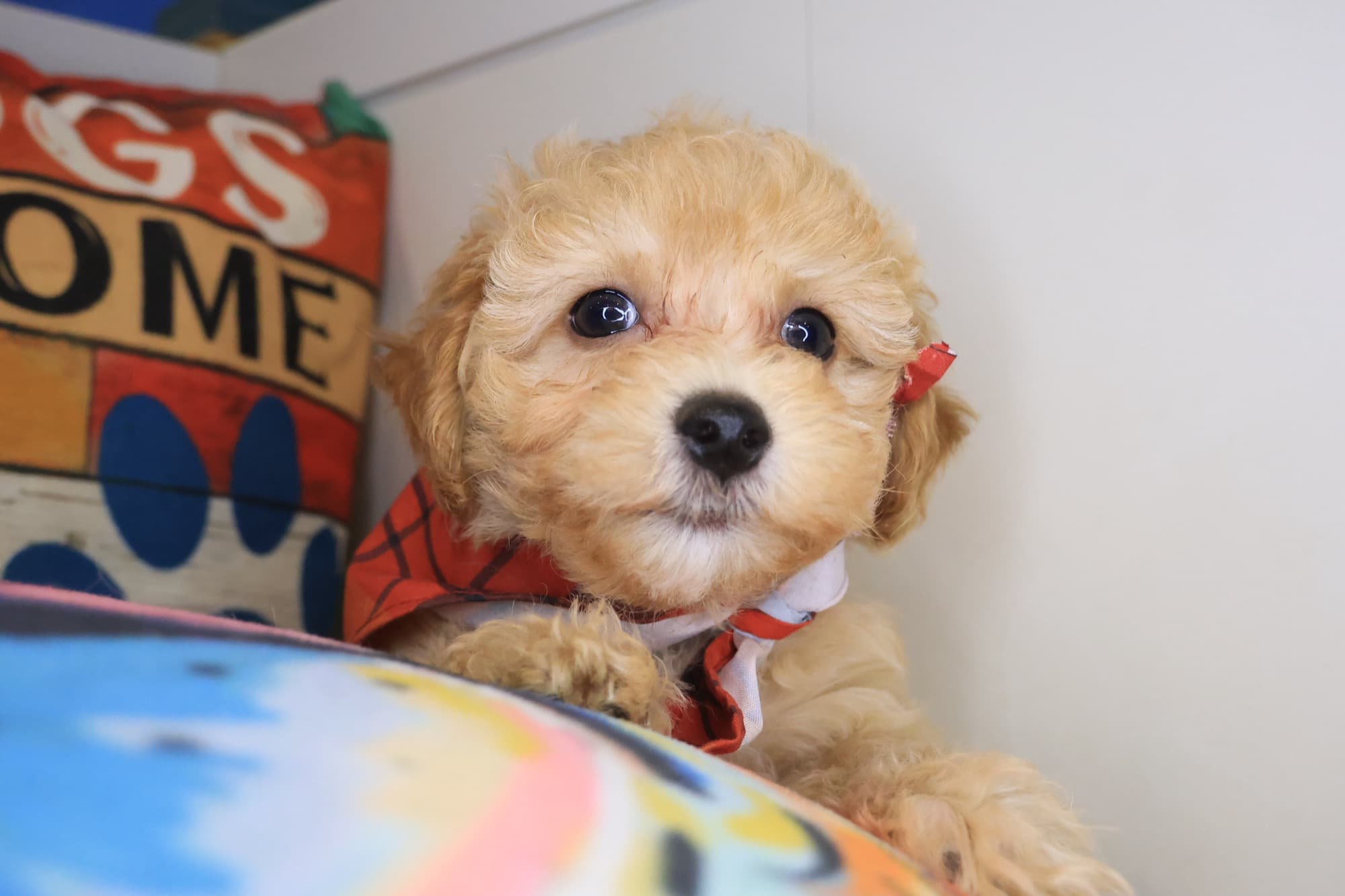 Bashful, Maltipoo puppy