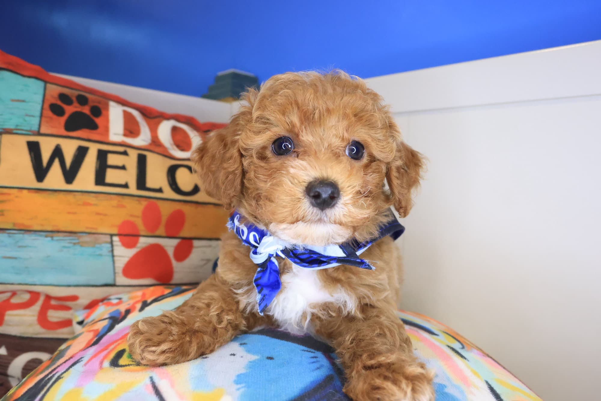 Bodhi, Maltipoo puppy