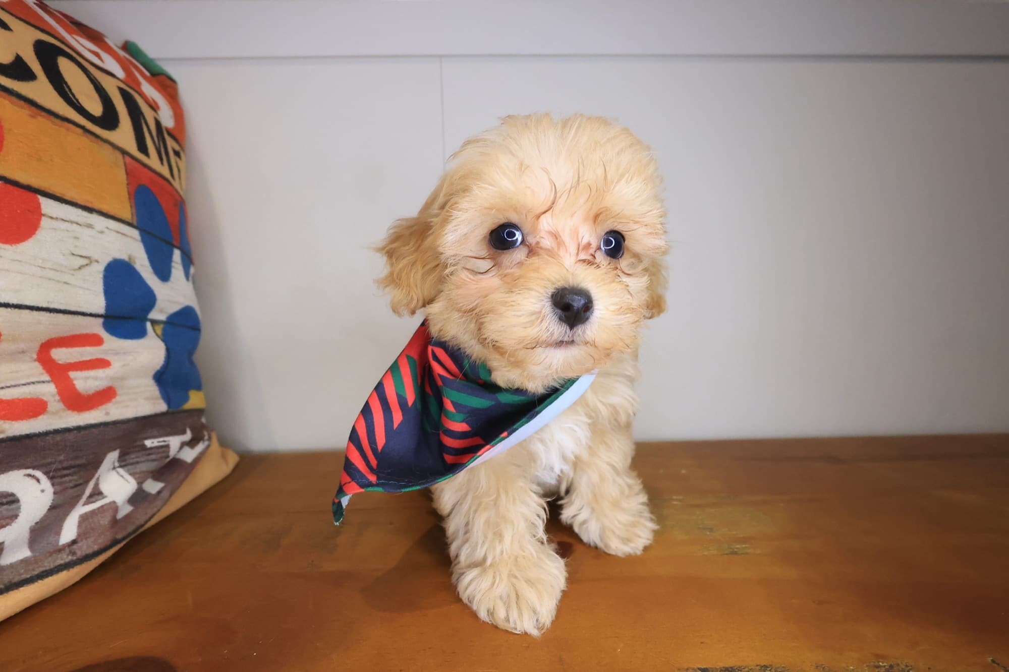 Sage, Maltipoo puppy
