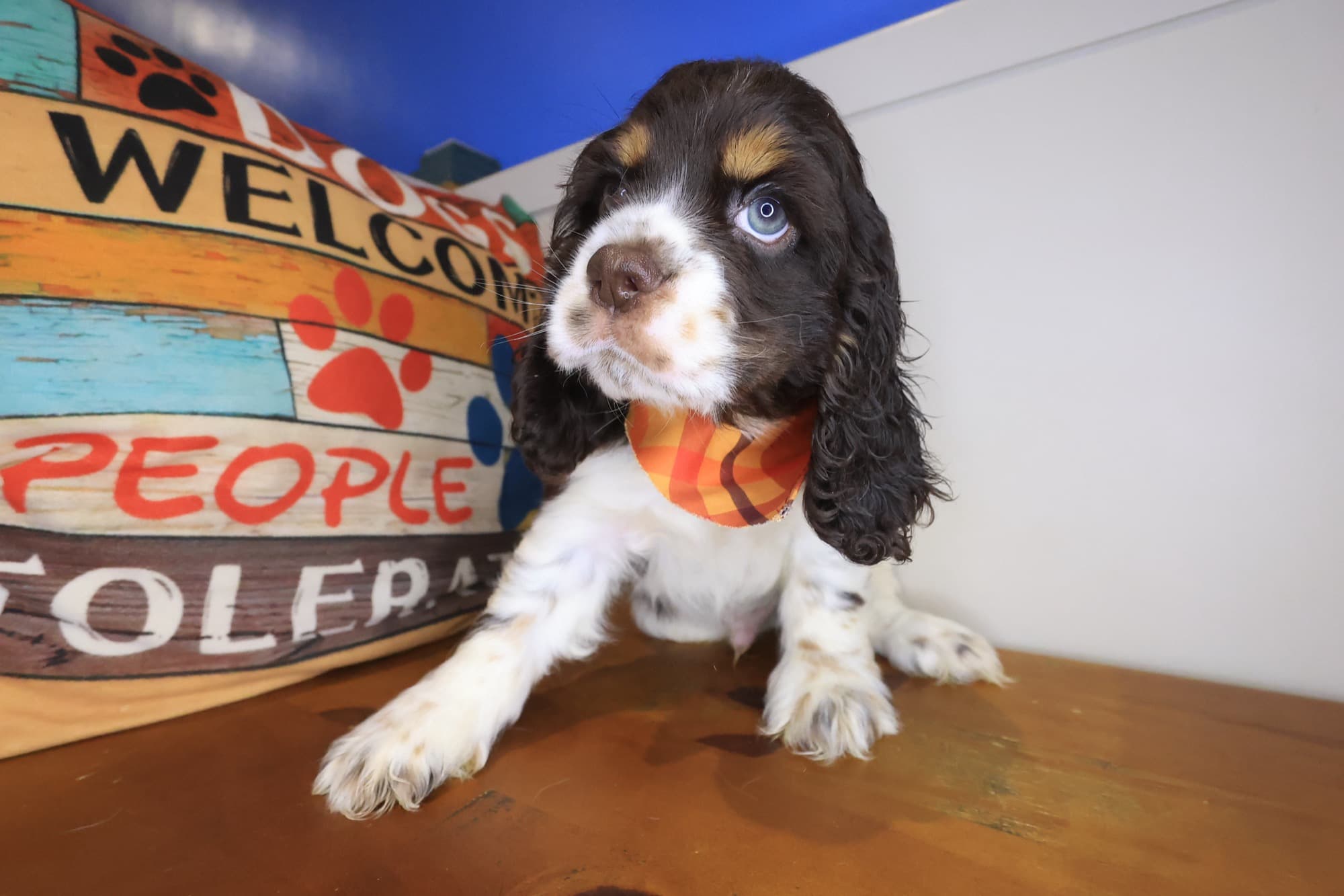 Caesar, Cocker Spaniel puppy