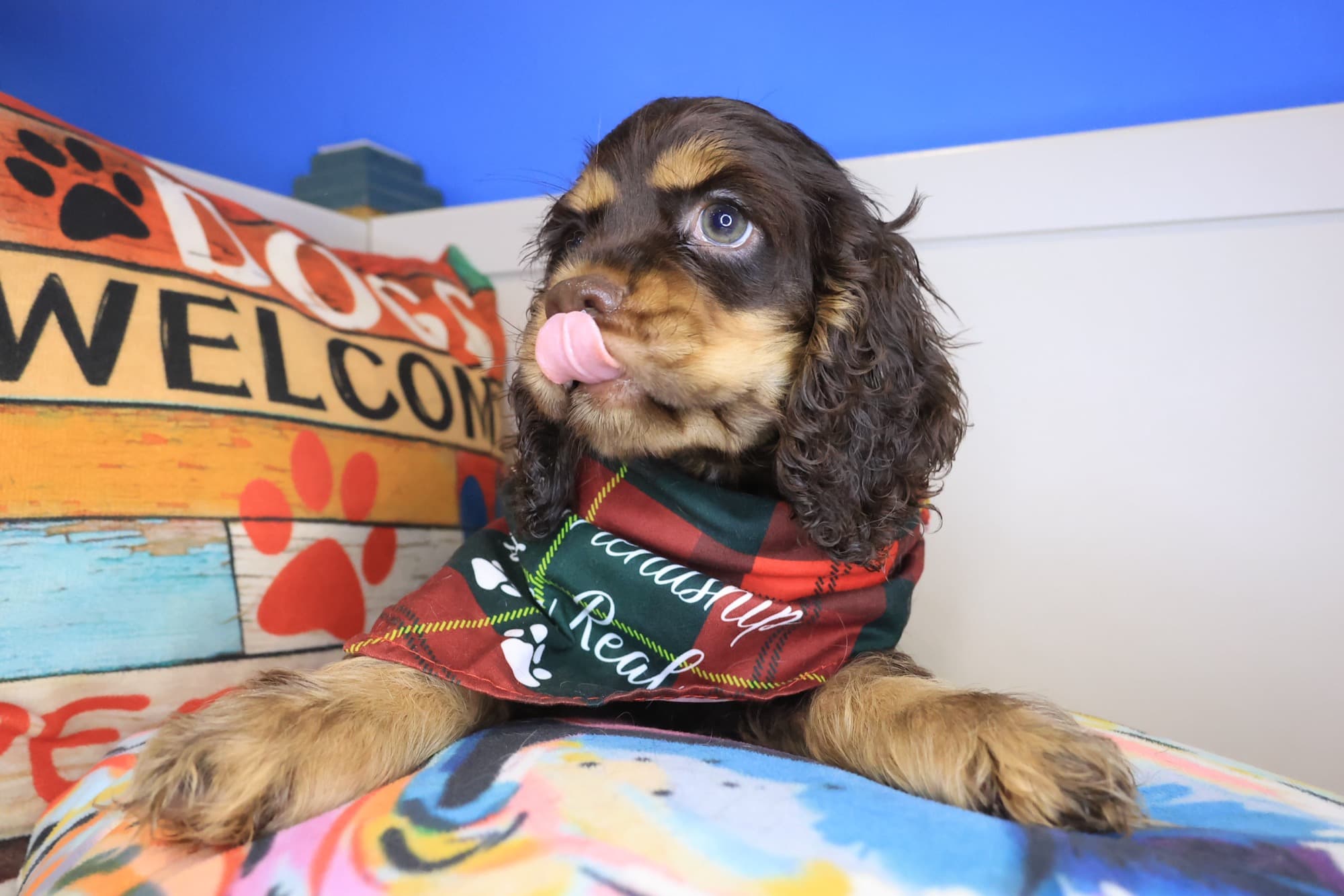 Baltic, Cocker Spaniel puppy