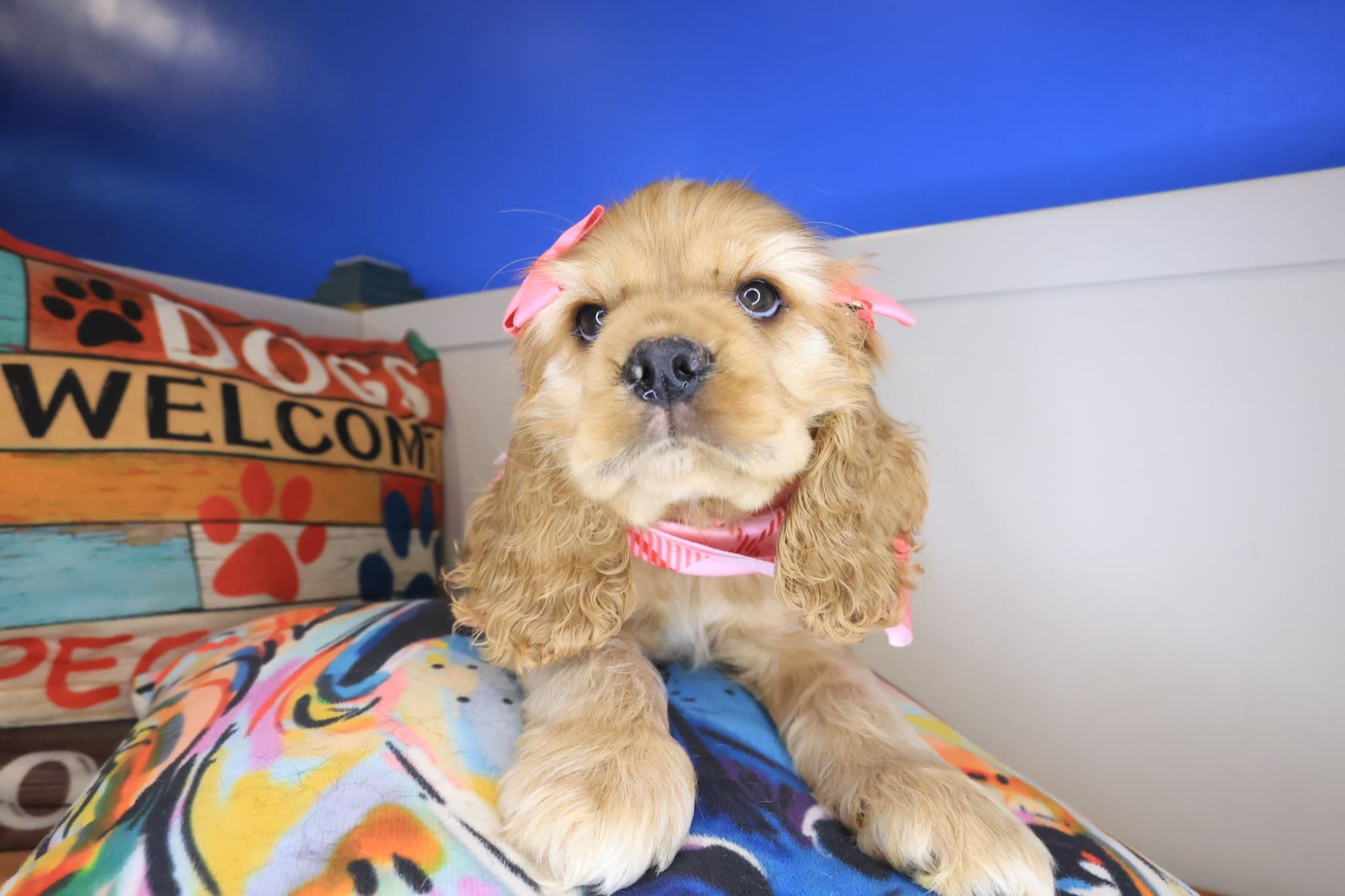 Mignon, Cocker Spaniel puppy