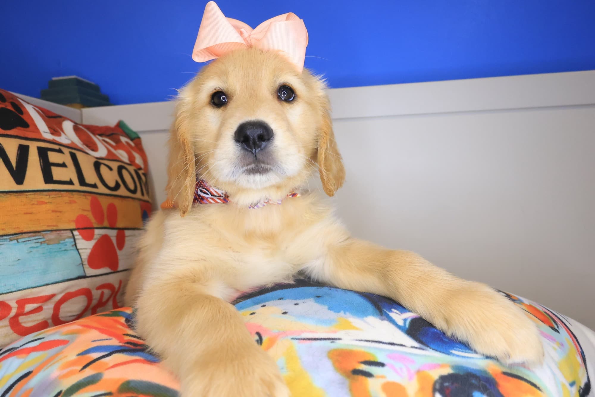 Moo, Golden Retriever puppy
