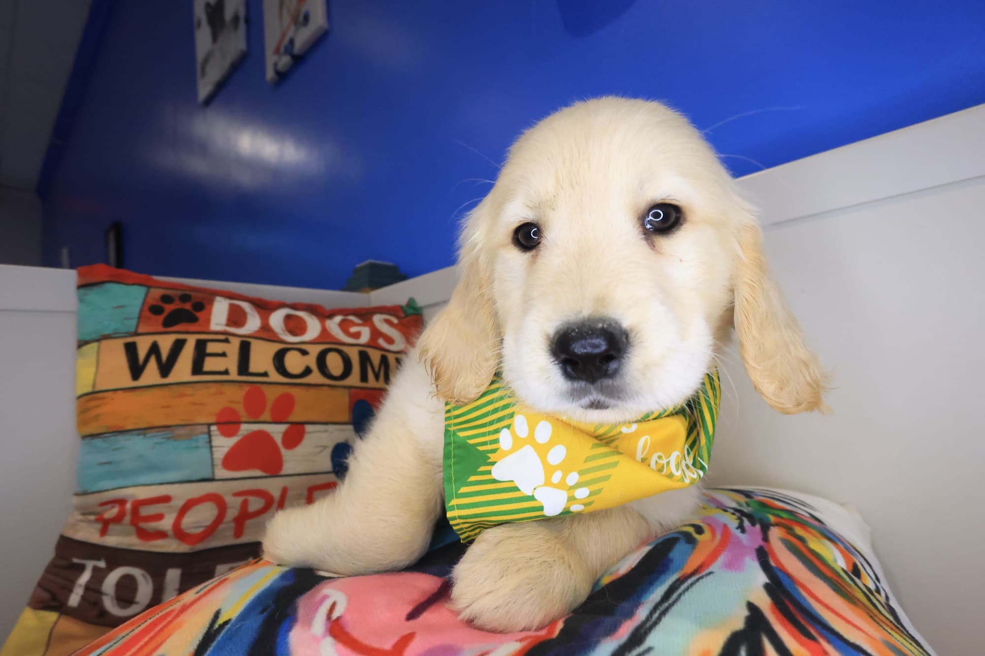 Paolo, Golden Retriever puppy
