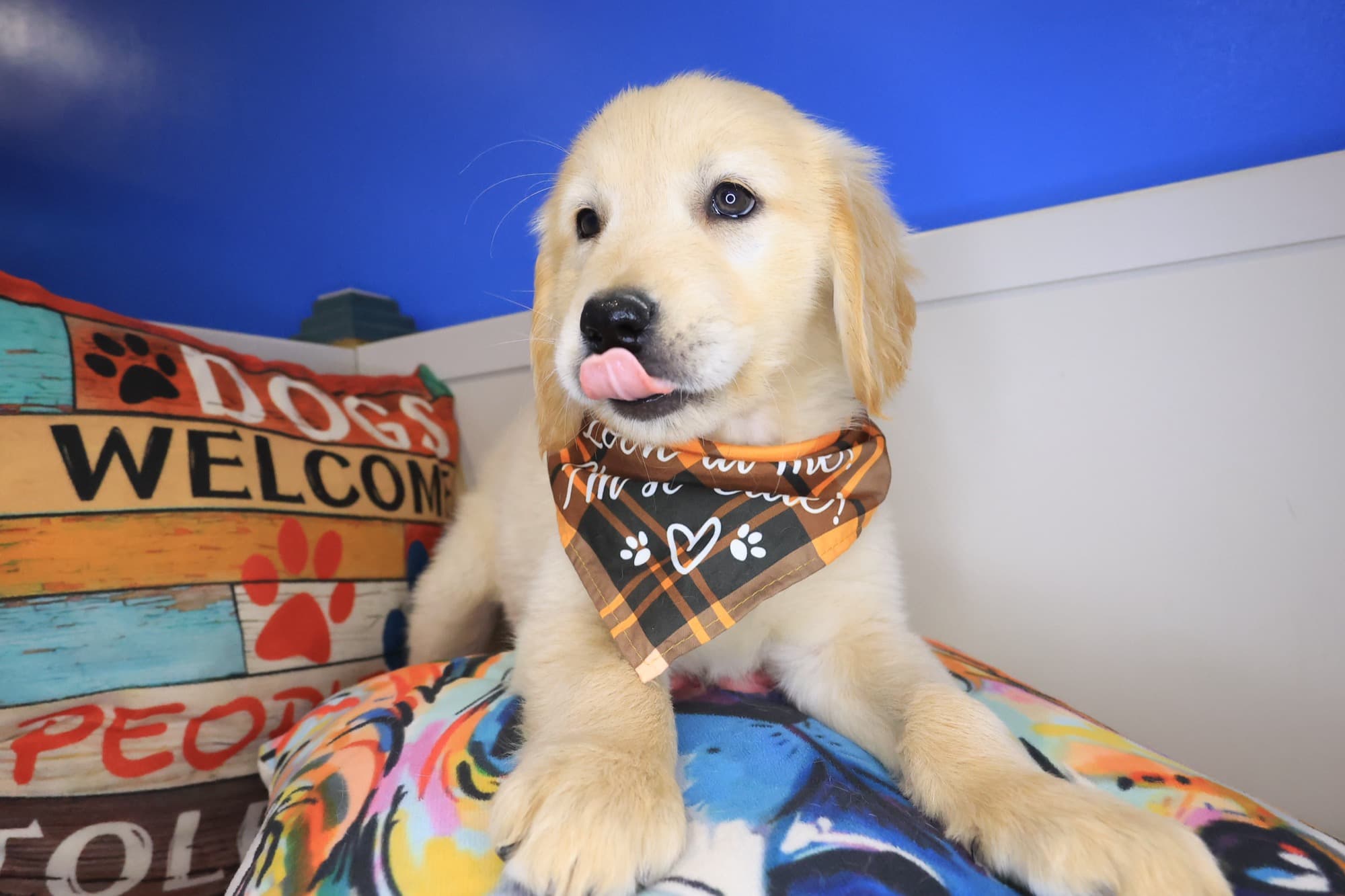 Duke, Golden Retriever puppy