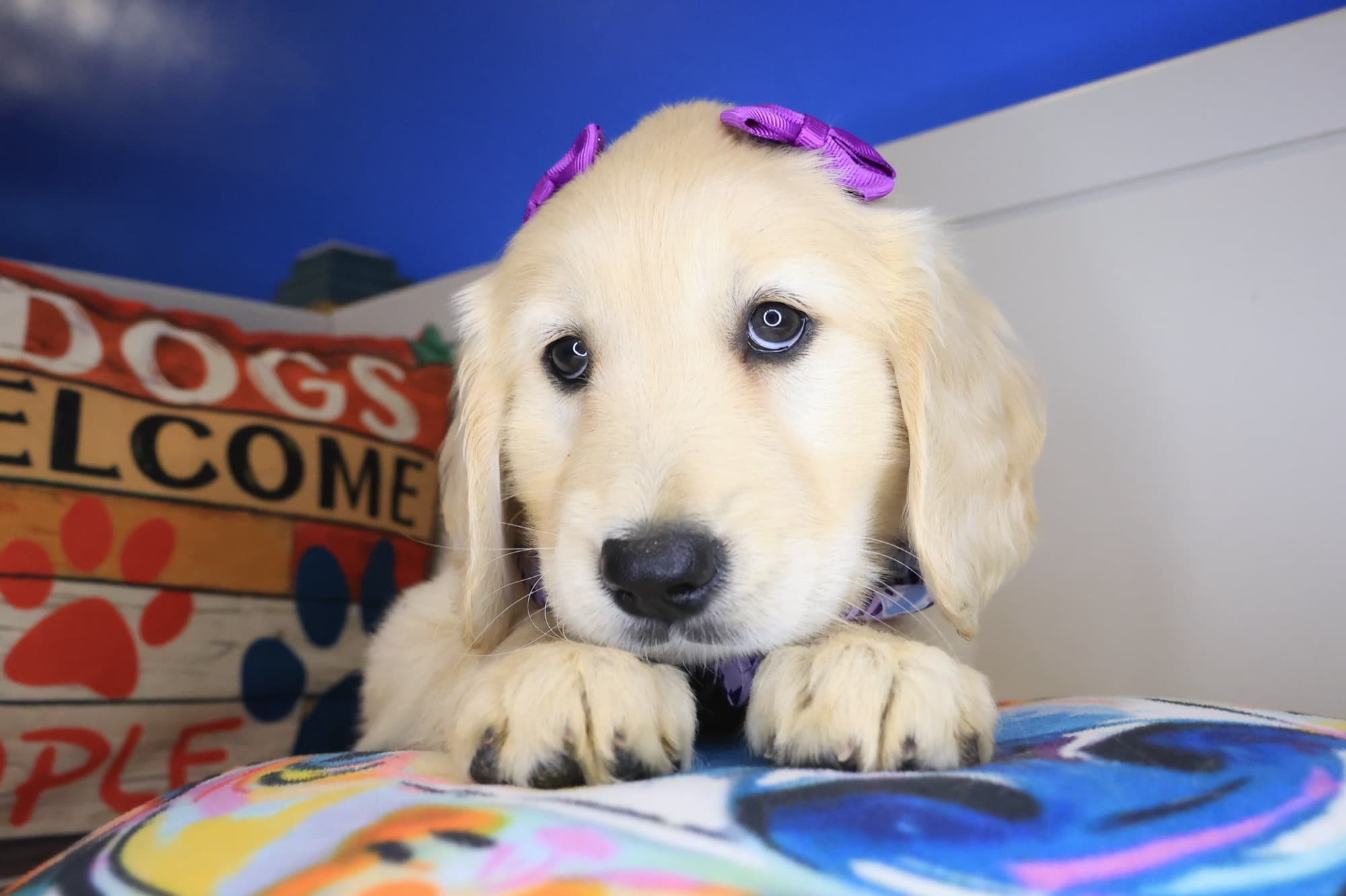 Akao, Golden Retriever puppy
