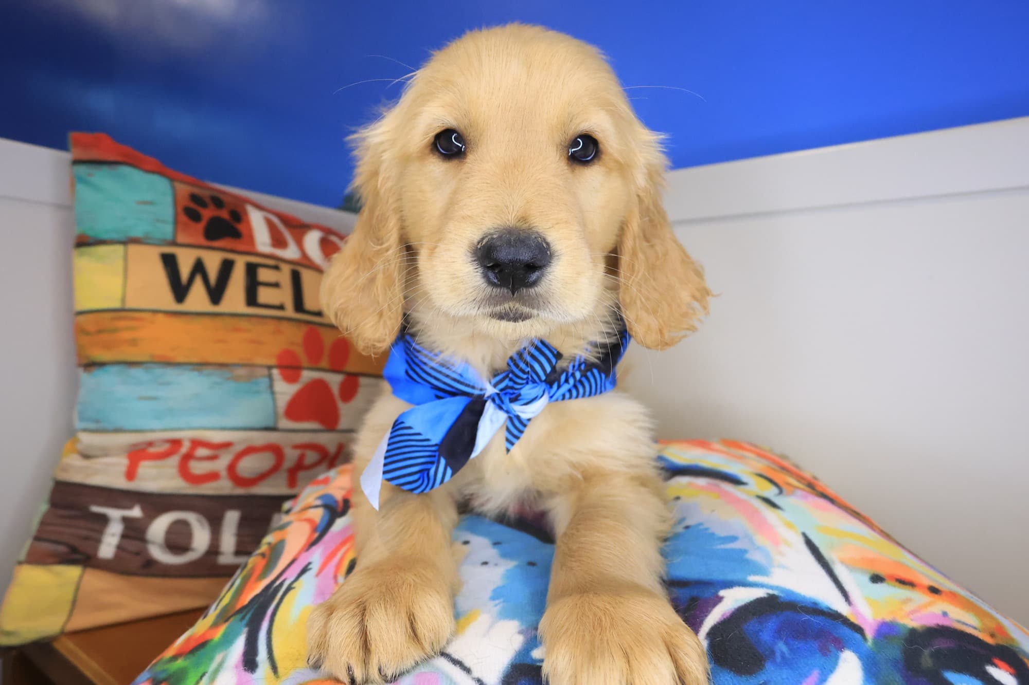 Chase, Golden Retriever puppy