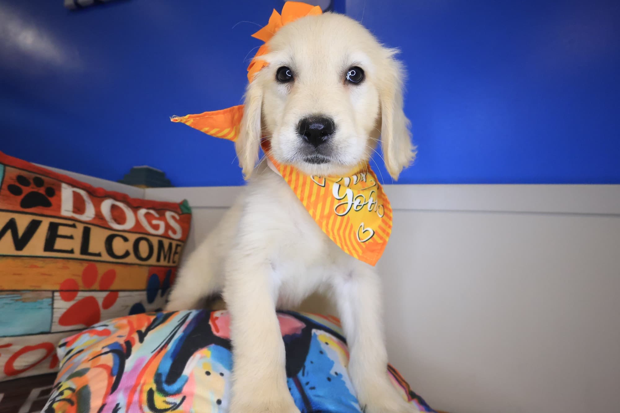 Izzy, Golden Retriever puppy