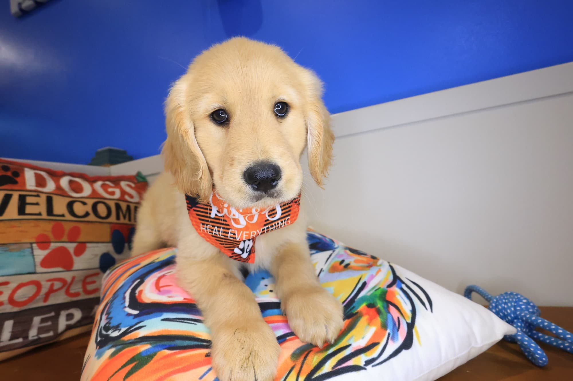 Posie, Golden Retriever puppy