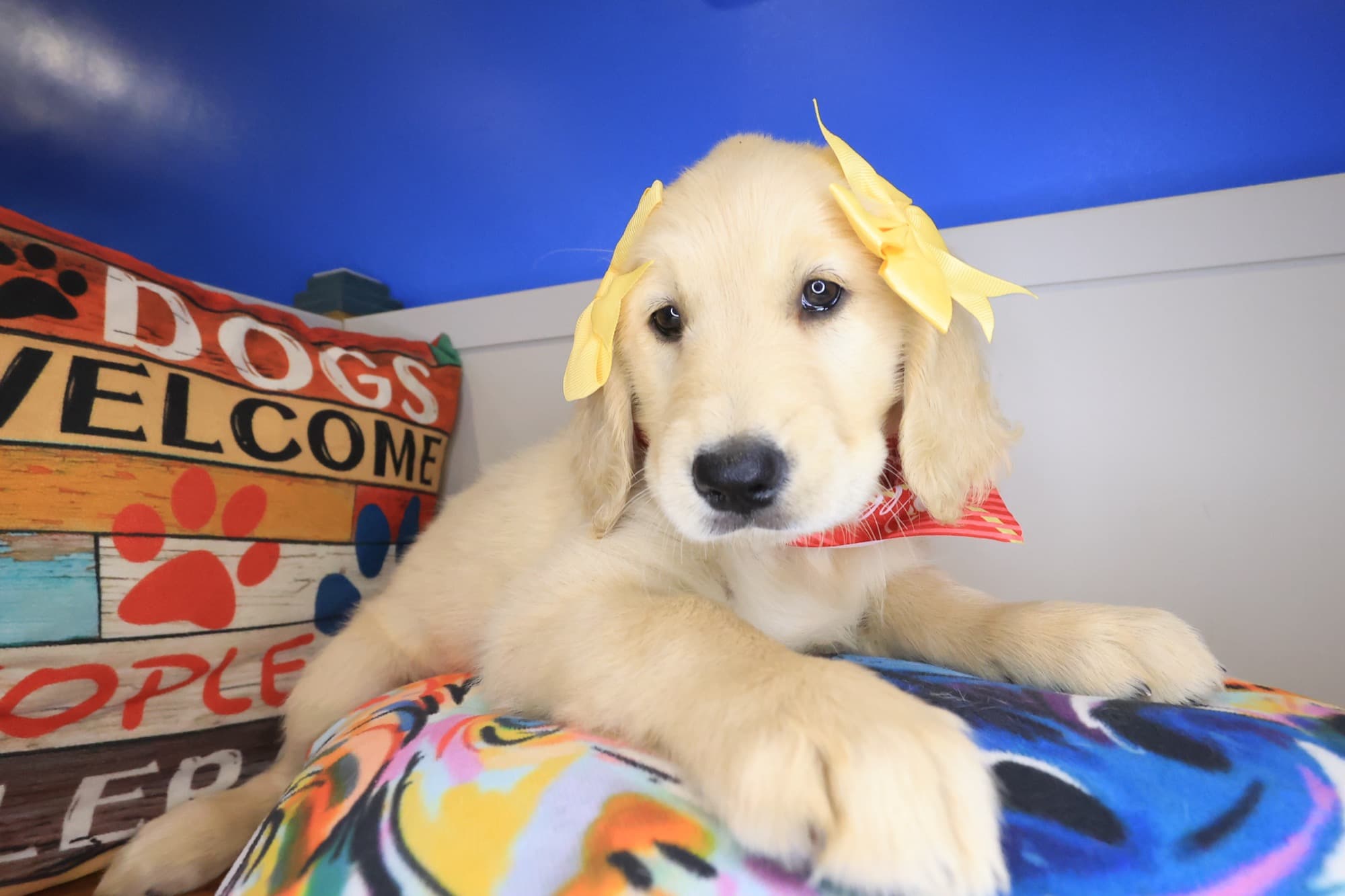 Taycee, Golden Retriever puppy