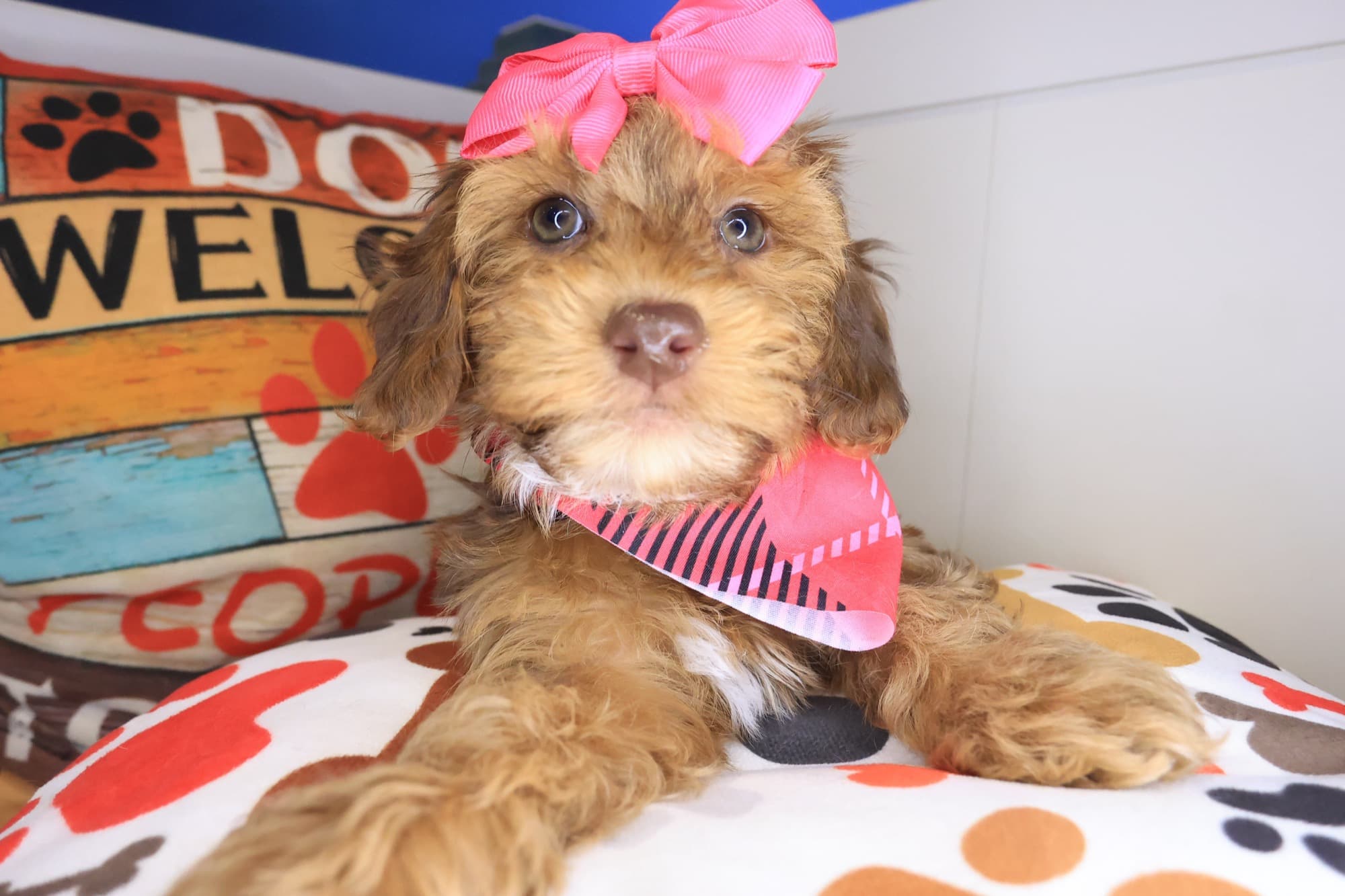 Jewels, Havapoo puppy