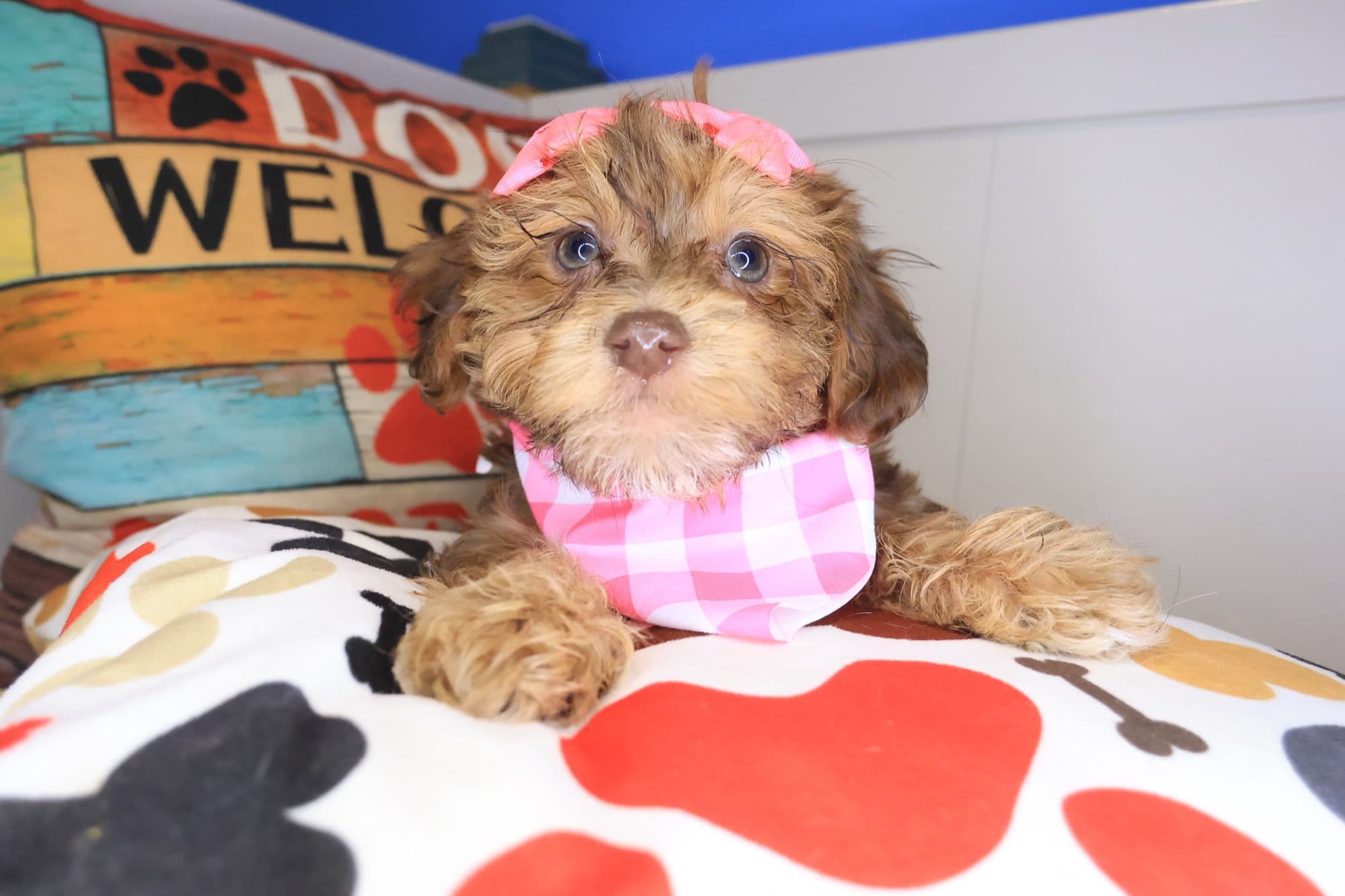 Isadora, Havapoo puppy