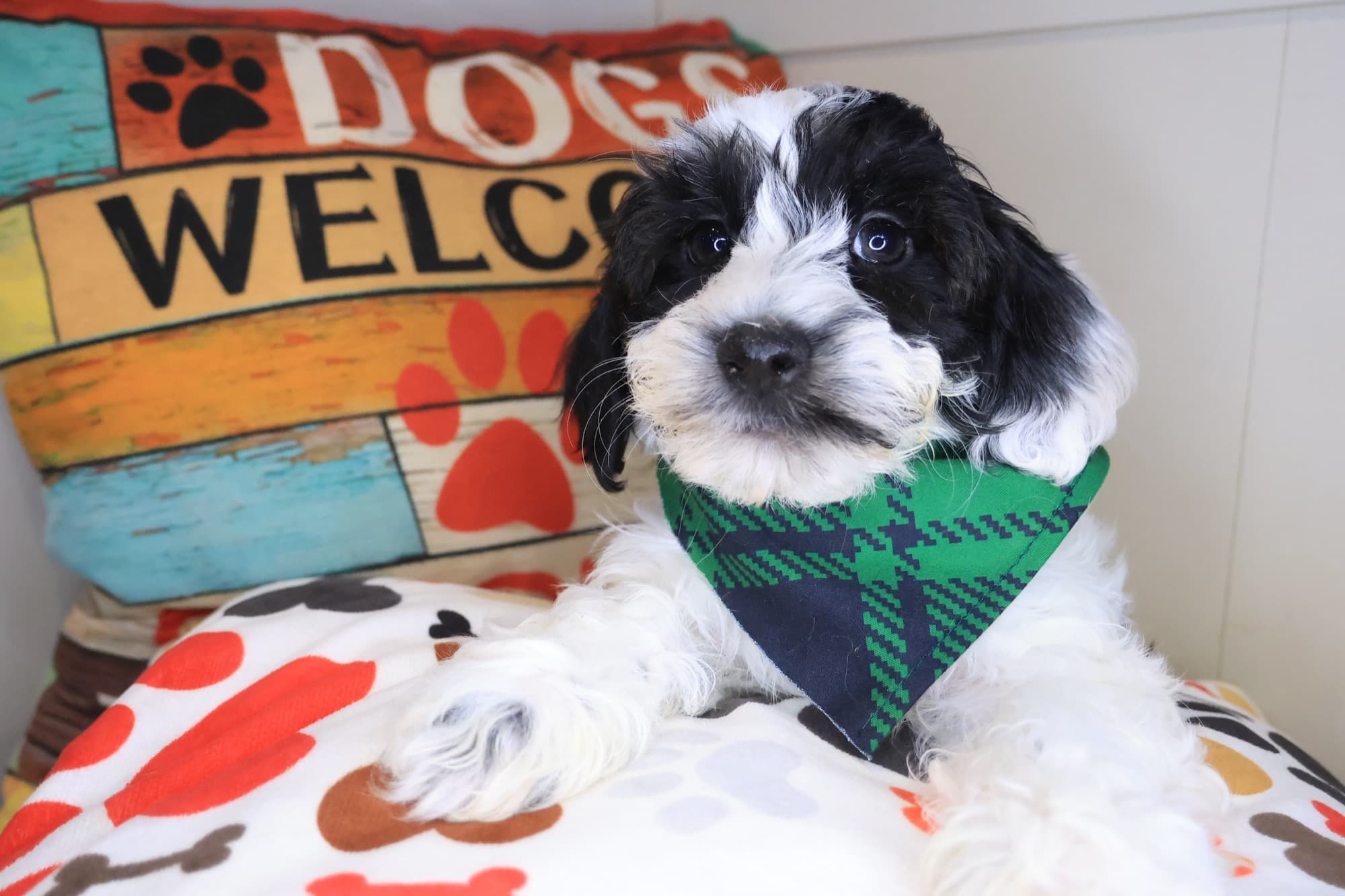 Russ, Havapoo puppy