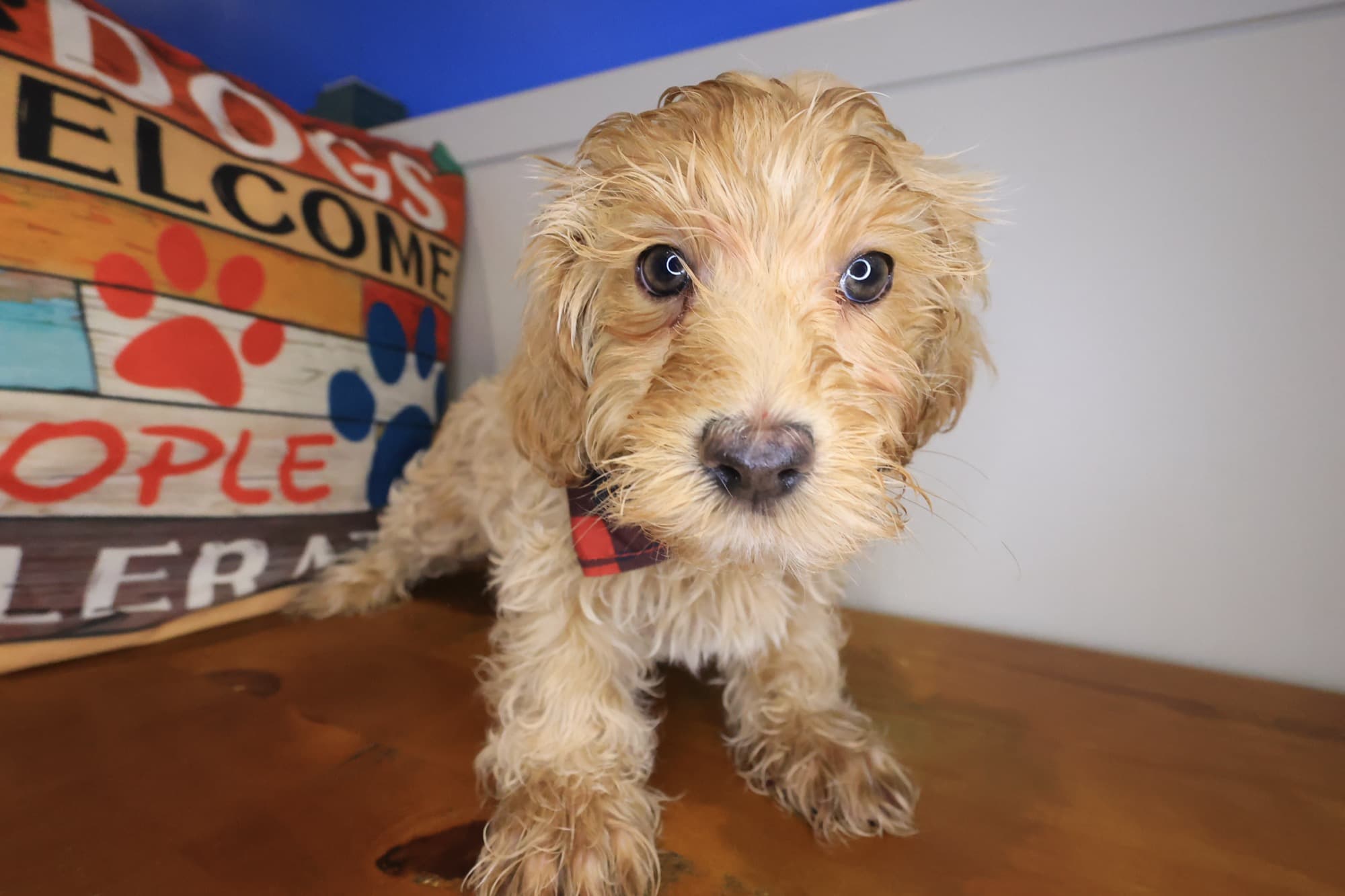 Woody, Havapoo puppy