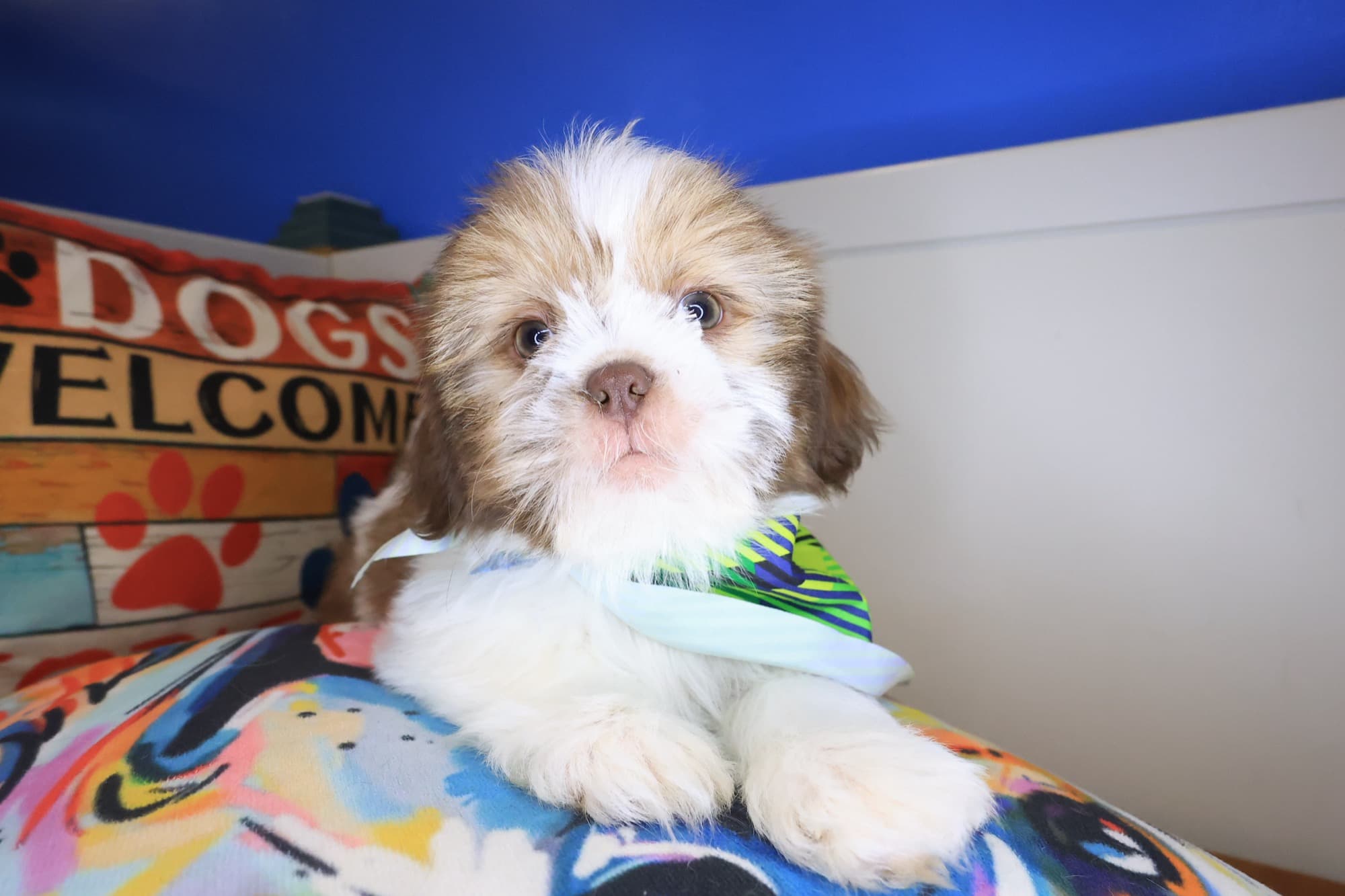 Triton, Shih Tzu puppy
