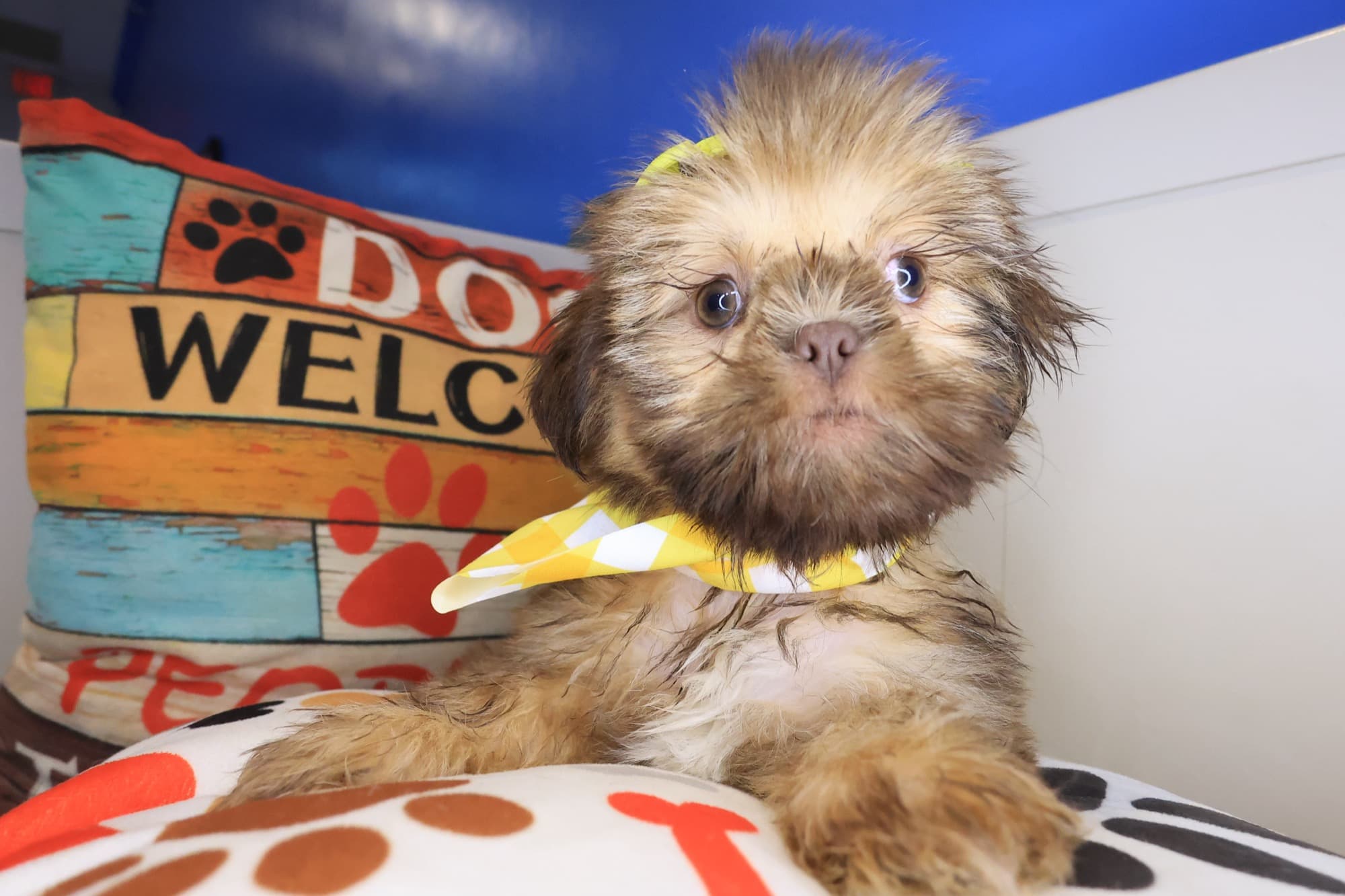 Samus, Shih Tzu puppy