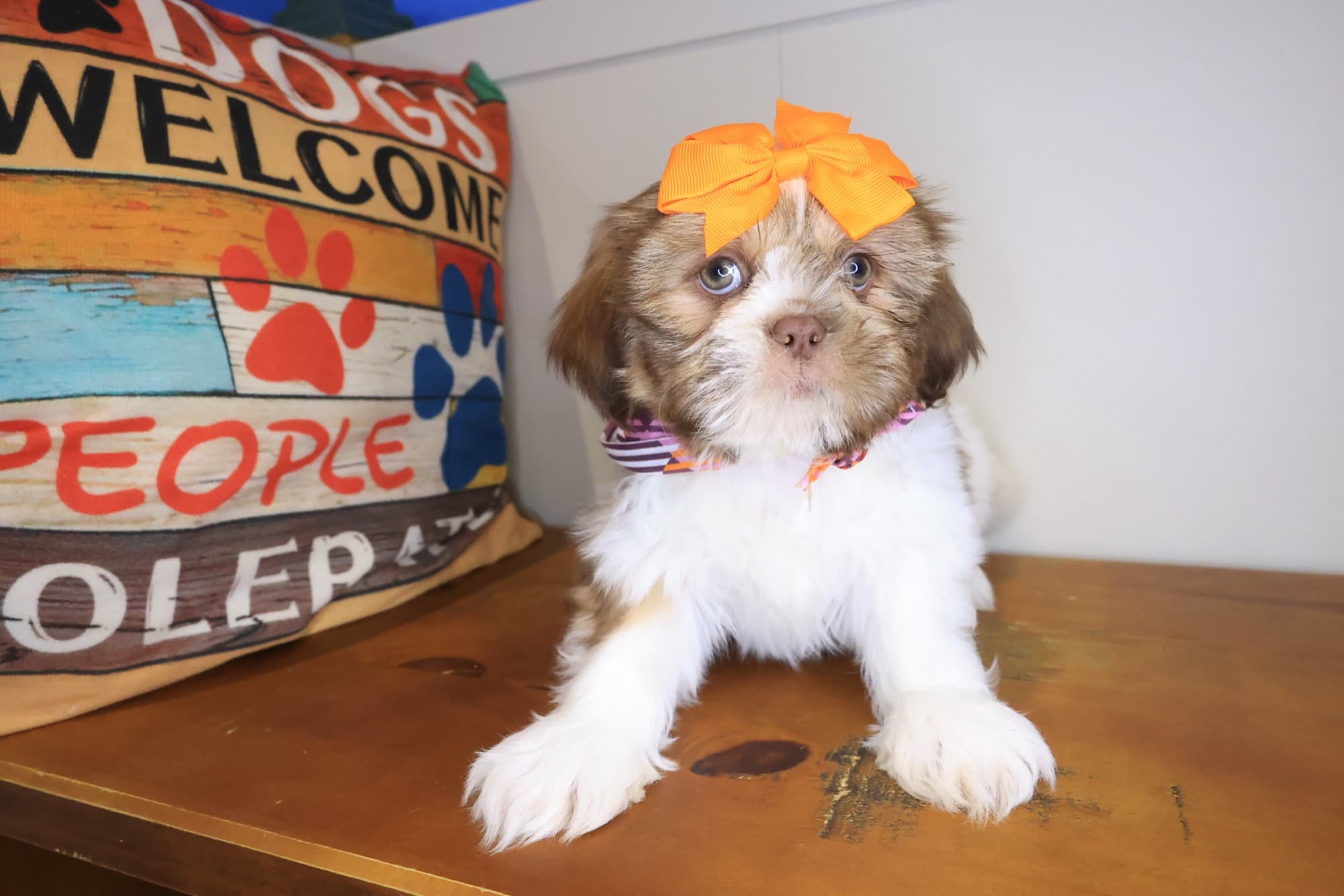 Welpe, Shih Tzu puppy
