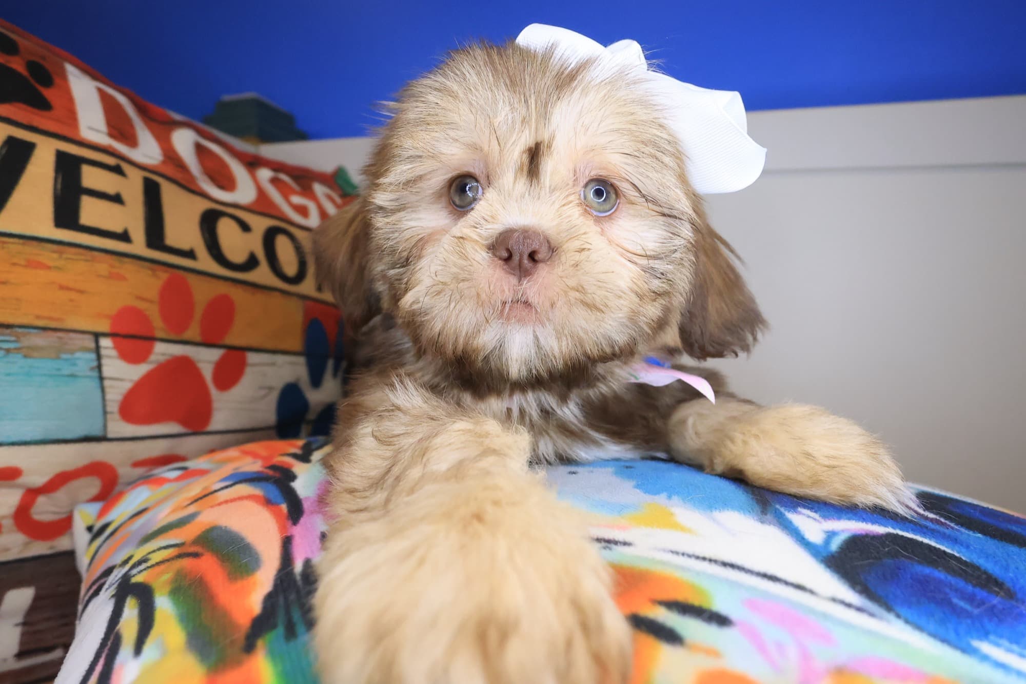 Fleecy, Shih Tzu puppy