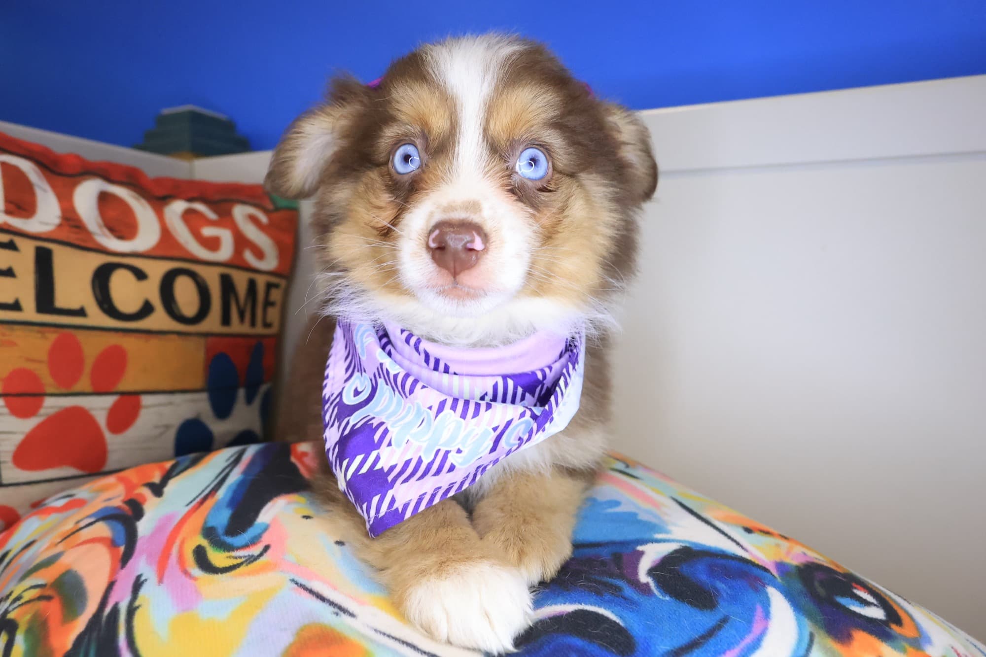 Slinky, Australian Shepherd puppy