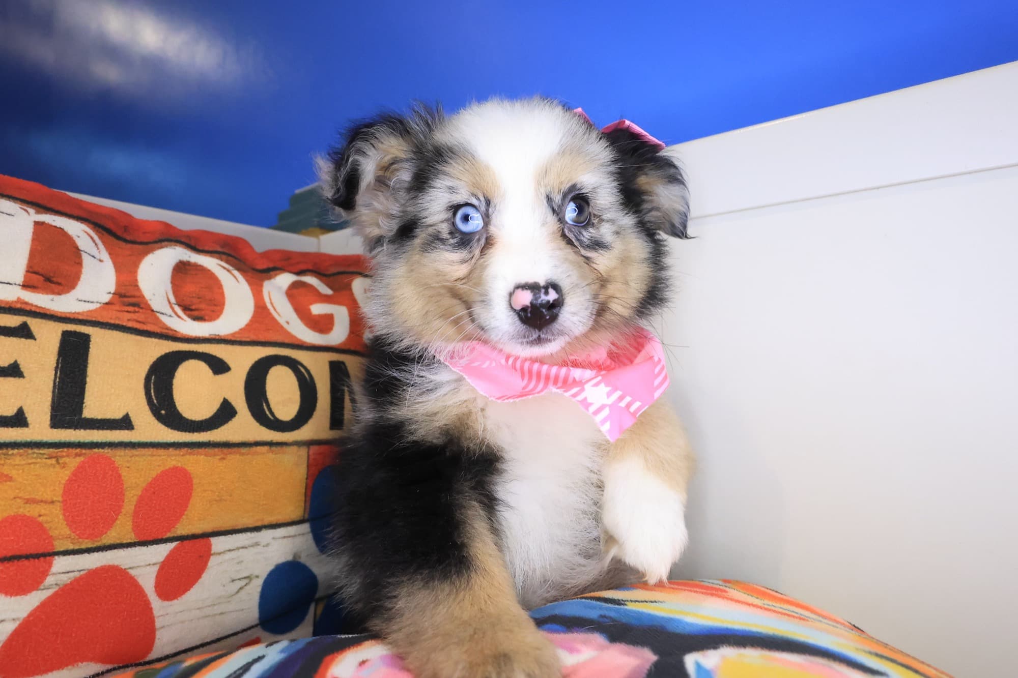 Sheena, Australian Shepherd puppy