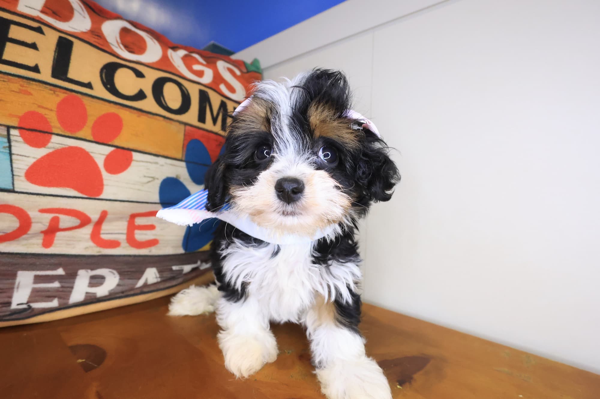 Bambi, Cavapoo puppy