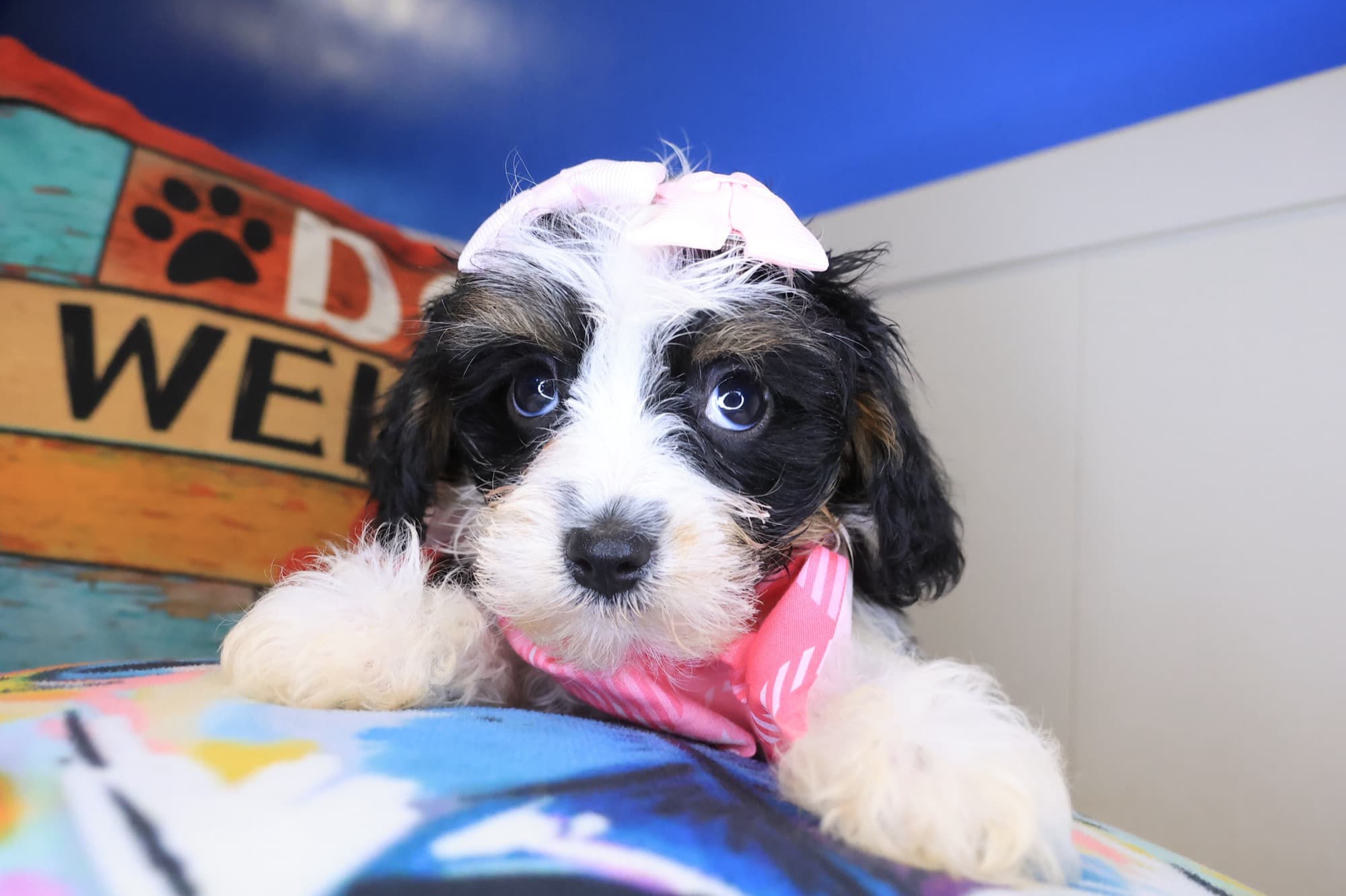 Mary, Cavapoo puppy