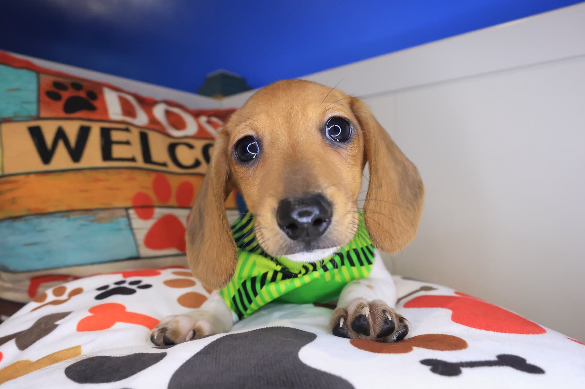 Walker, Dachshund puppy